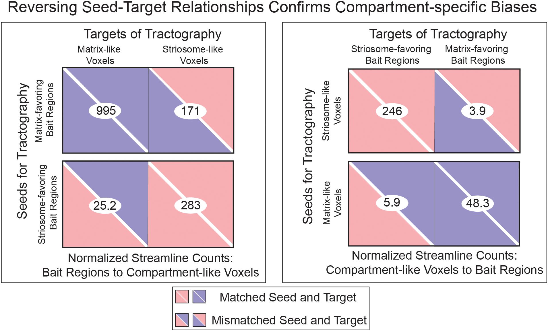 Diagram of seed-target relationships in tractography, illustrating compartment-specific biases. Left panel shows matrix-like and striosome-like voxels as targets with counts of 995 and 171 respectively. Right panel shows striosome-favoring and matrix-favoring bait regions as targets with counts of 246 and 3.9. Pink and blue indicate matched and mismatched seed-target pairs.