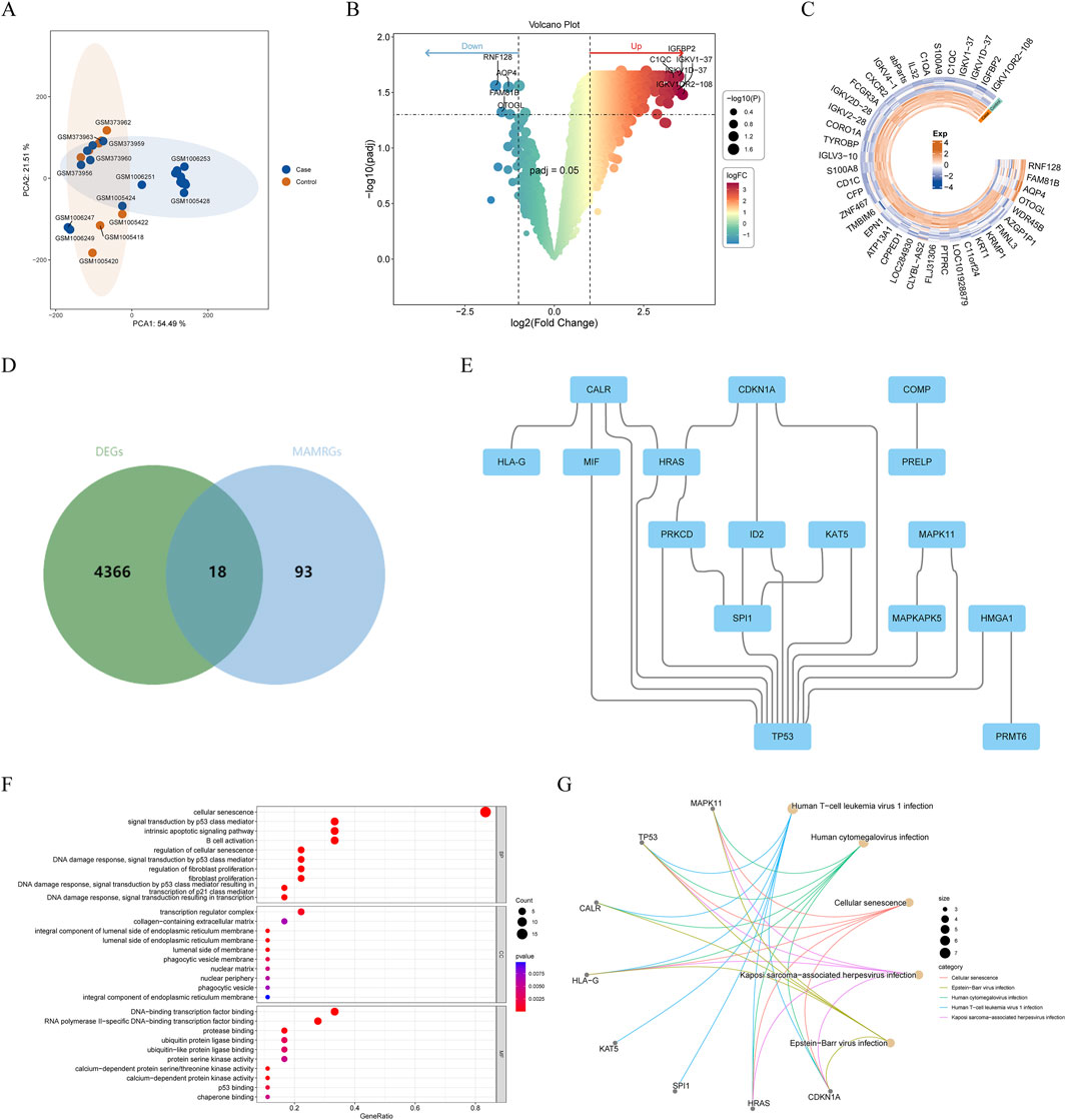 Panel A shows a PCA plot with cases and controls clustered separately. Panel B displays a volcano plot highlighting upregulated and downregulated genes. Panel C is a circular heatmap indicating gene expression levels. Panel D features a Venn diagram of DEGs and MAMRGs with an overlap of 18 genes. Panel E is a network diagram linking genes related to MAMRGs. Panel F presents a dot plot for gene ontology enrichment analysis with varying dot sizes and colors. Panel G illustrates a network of gene interactions related to different infections and cellular processes.