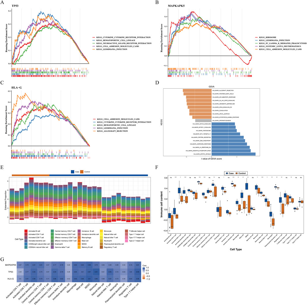 Panel A to C display enrichment scores for gene sets related to TP53, MAPKAPK5, and HLA-G. Panel D shows a bar chart of GSVA scores for various KEGG pathways. Panel E is a stacked bar chart comparing immune cell composition in case vs. control groups. Panel F presents box plots of immune cell content across different cell types. Panel G is a correlation heatmap between gene expressions and immune cell types.