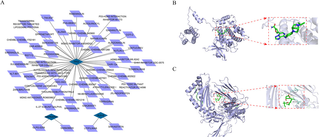 Diagram showing three panels: A) A network map linking TP53 with various compounds (e.g., Rebemadlin, L-744,832) and proteins (e.g., MAPKAPK5, HLA-G). B) A protein structure with highlighted binding sites in green, detailed in a magnified inset. C) Another protein structure with highlighted regions in green, also shown in an inset.