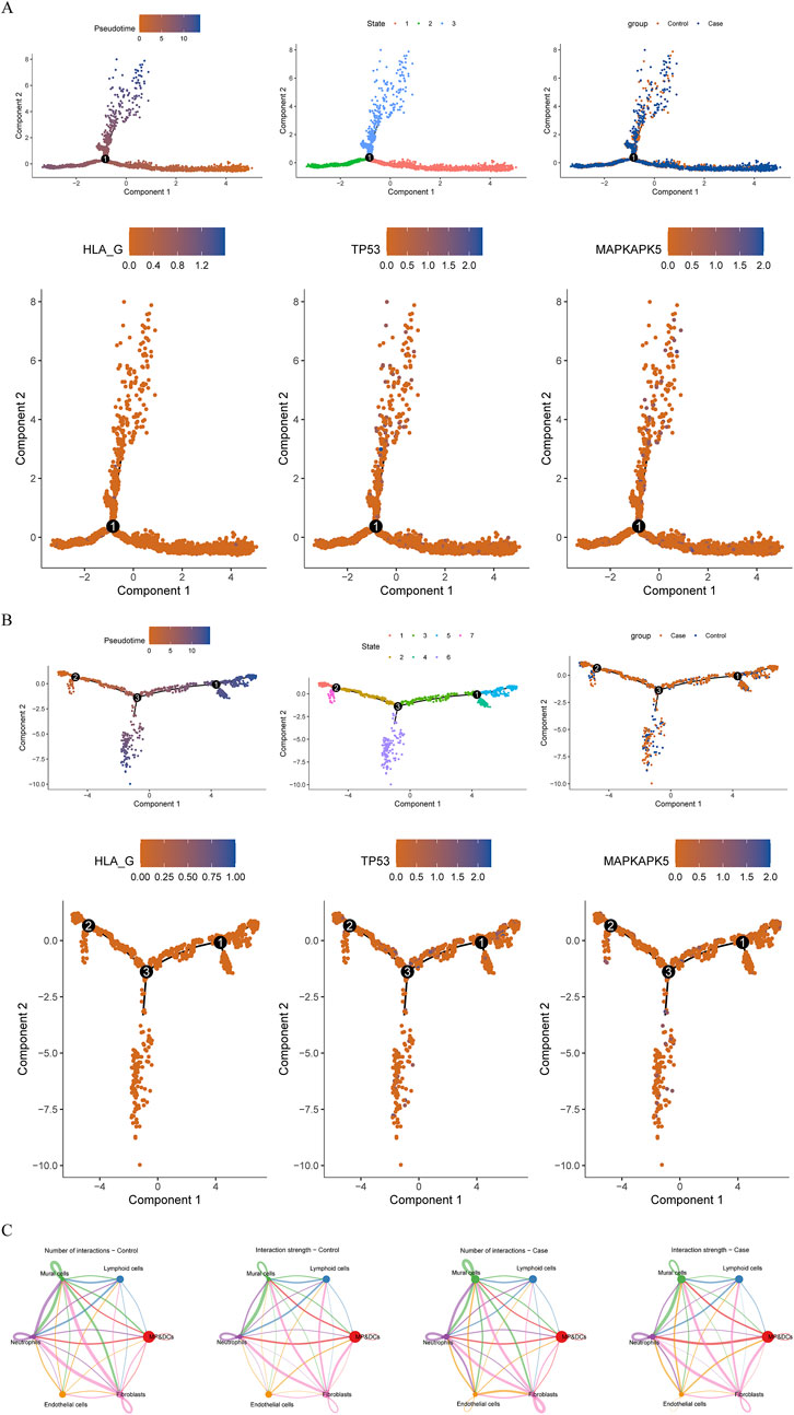 Panel A and B display scatter plots of pseudotime and state analysis for HLA_G, TP53, and MAPKAPK5, showing data distributions across components with color gradients. Panel C features circular diagrams illustrating cell interactions, comparing number and strength between control and case groups, with nodes representing different cell types and colored lines indicating interactions.