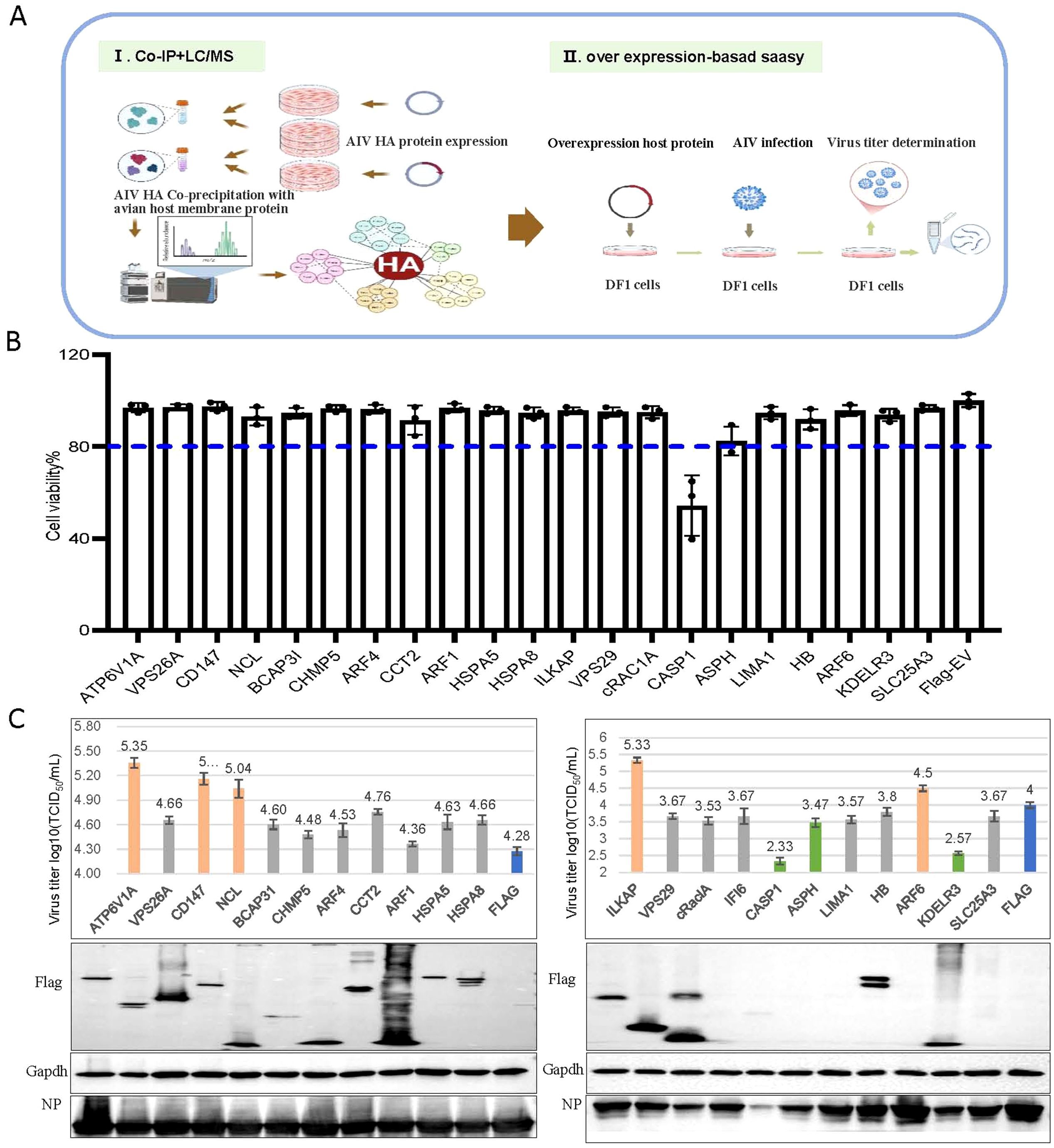 Diagram illustrating the experimental process and results of avian influenza virus (AIV) research. Panel A depicts a schematic overview of the method, including co-immunoprecipitation, protein expression, overexpression assay, infection, and virus titer determination in DF1 cells. Panel B presents a bar graph showing cell viability percentages for various proteins, with a notable drop in one sample. Panel C displays bar graphs of virus titer levels across samples, accompanied by Western blot images for Flag, Gapdh, and NP.