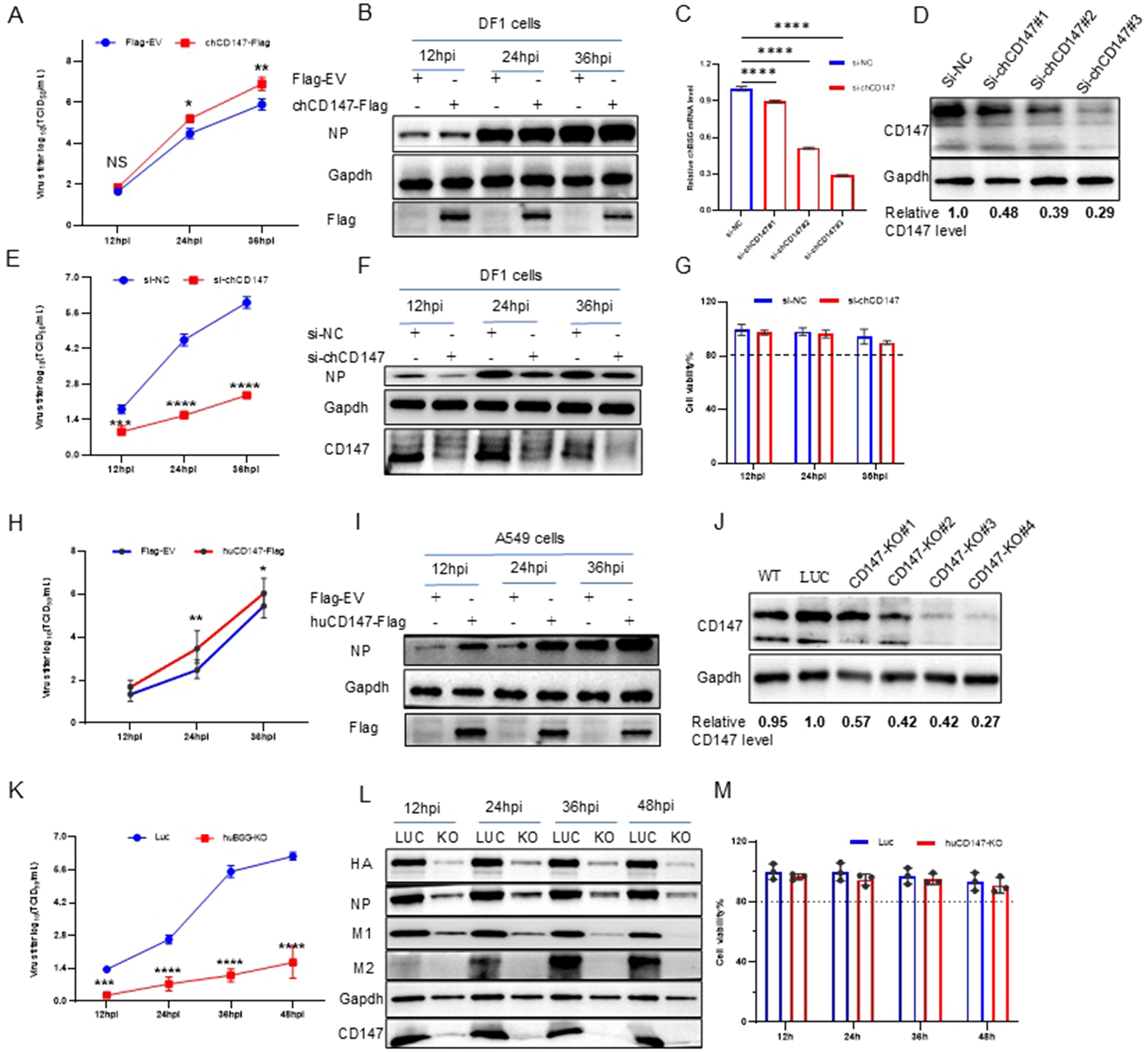 Graphs and Western blot images display experimental results related to virus titer and protein expression in DF1 and A549 cells. Panels A, E, H, and K show virus titers over time, with statistical significance indicated. Panels B, F, I, and L present Western blots for proteins such as NP, Gapdh, Flag, and CD147 at various hours post-infection (hpi). Panels C and M depict relative expression levels and cell viability. Panel D and J show CD147 levels under different conditions, with quantification shown below the blots. Statistical significance is indicated by asterisks.