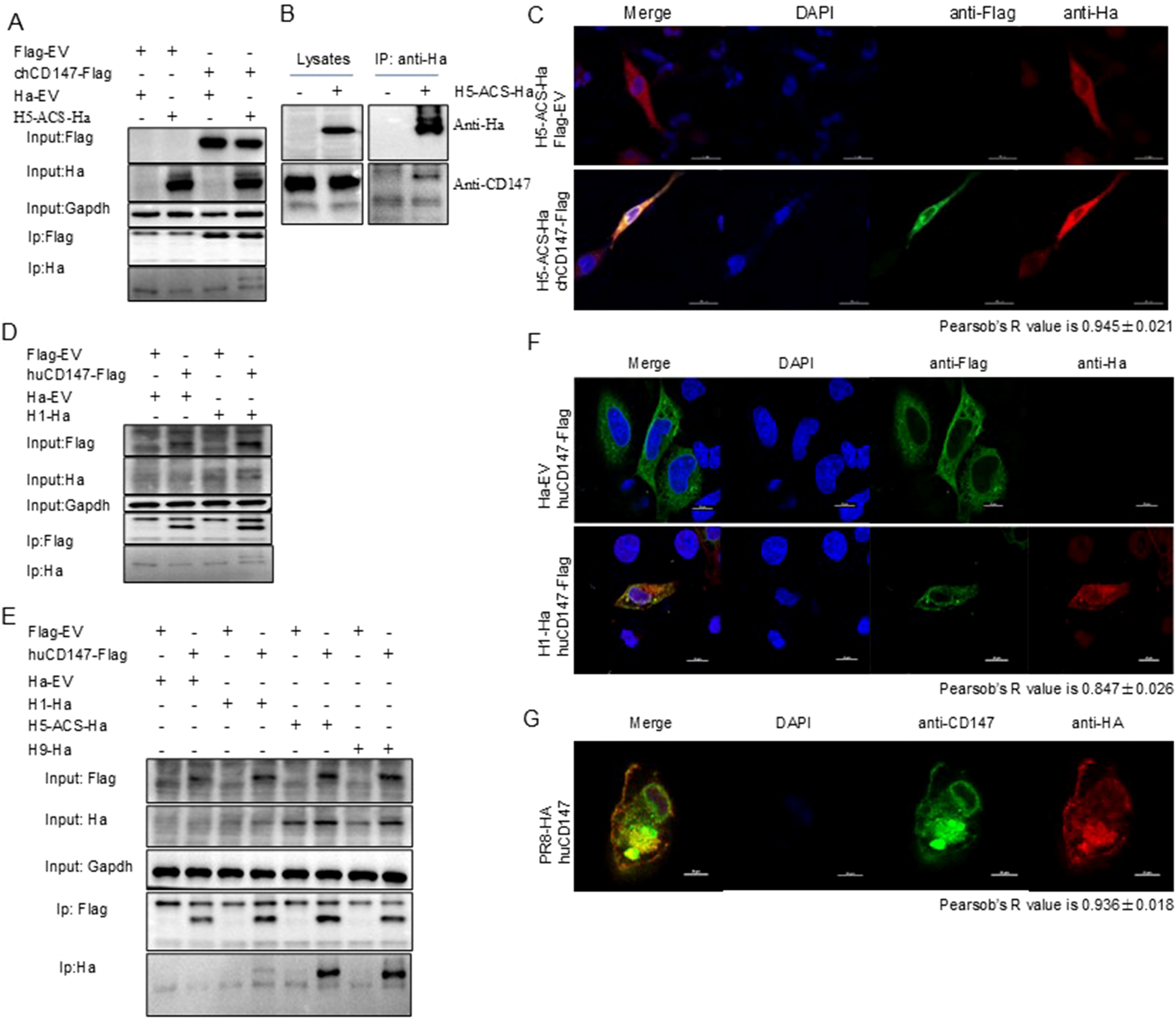 Scientific image showing multiple panels labeled A to G. Panels A, B, D, and E display Western blot results with different protein inputs and immunoprecipitations. Panel C shows immunofluorescence images with merged channels for DAPI, anti-Flag, and anti-HA. Panel F includes two sets of images with merge, DAPI, anti-Flag, and anti-HA staining, with Pearson's R value given. Panel G presents merged immunofluorescence images indicating co-localization of proteins, with Pearson's R value provided. Each panel demonstrates protein interactions in different experimental conditions.