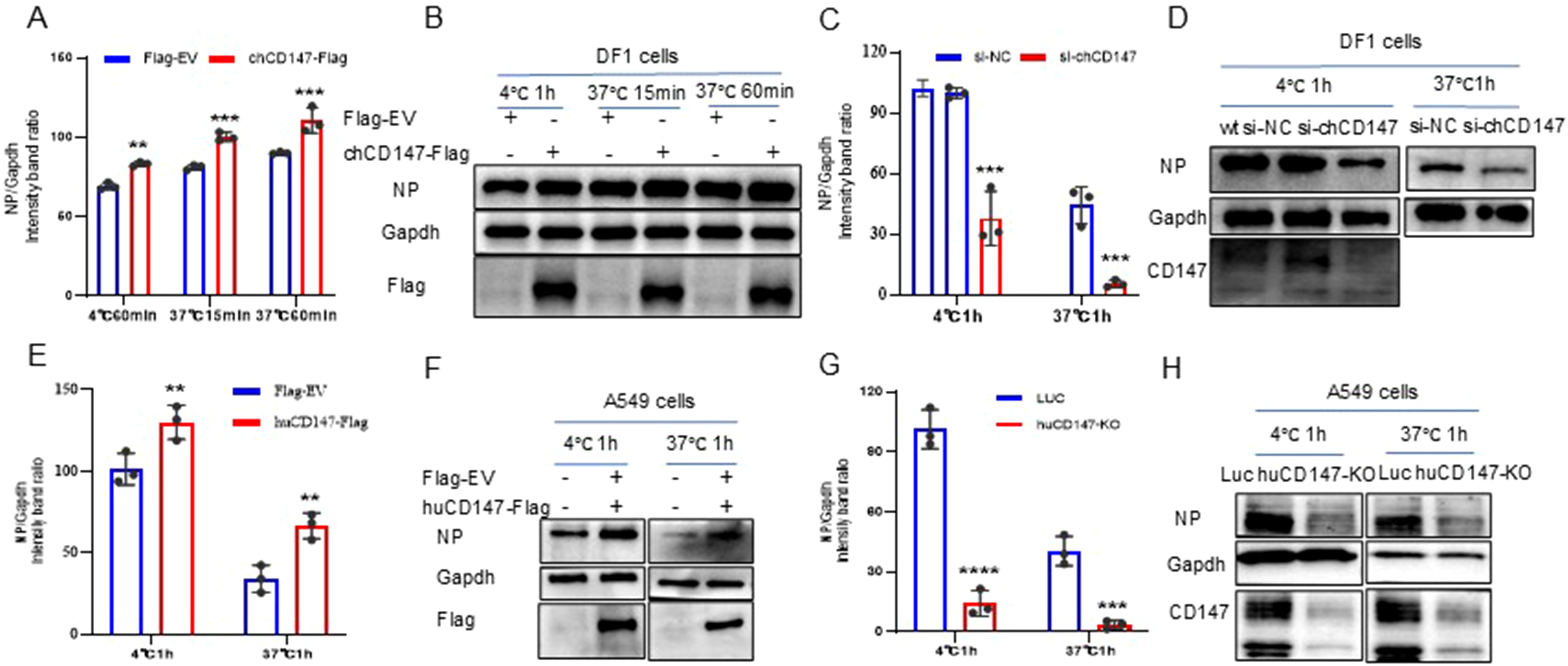 Panels showing western blot analyses and bar graphs comparing protein expression under different conditions in DF1 and A549 cells. Panels A, C, E, and G display bar graphs of NP/Gapdh intensity band ratios for different treatments. Panels B, D, F, and H show corresponding blots for NP, Gapdh, and additional proteins, under variable temperature and time conditions, indicating expression levels in specified cell types and treatments. Statistical significance is marked with asterisks, with blue and red color coding for different experimental groups.
