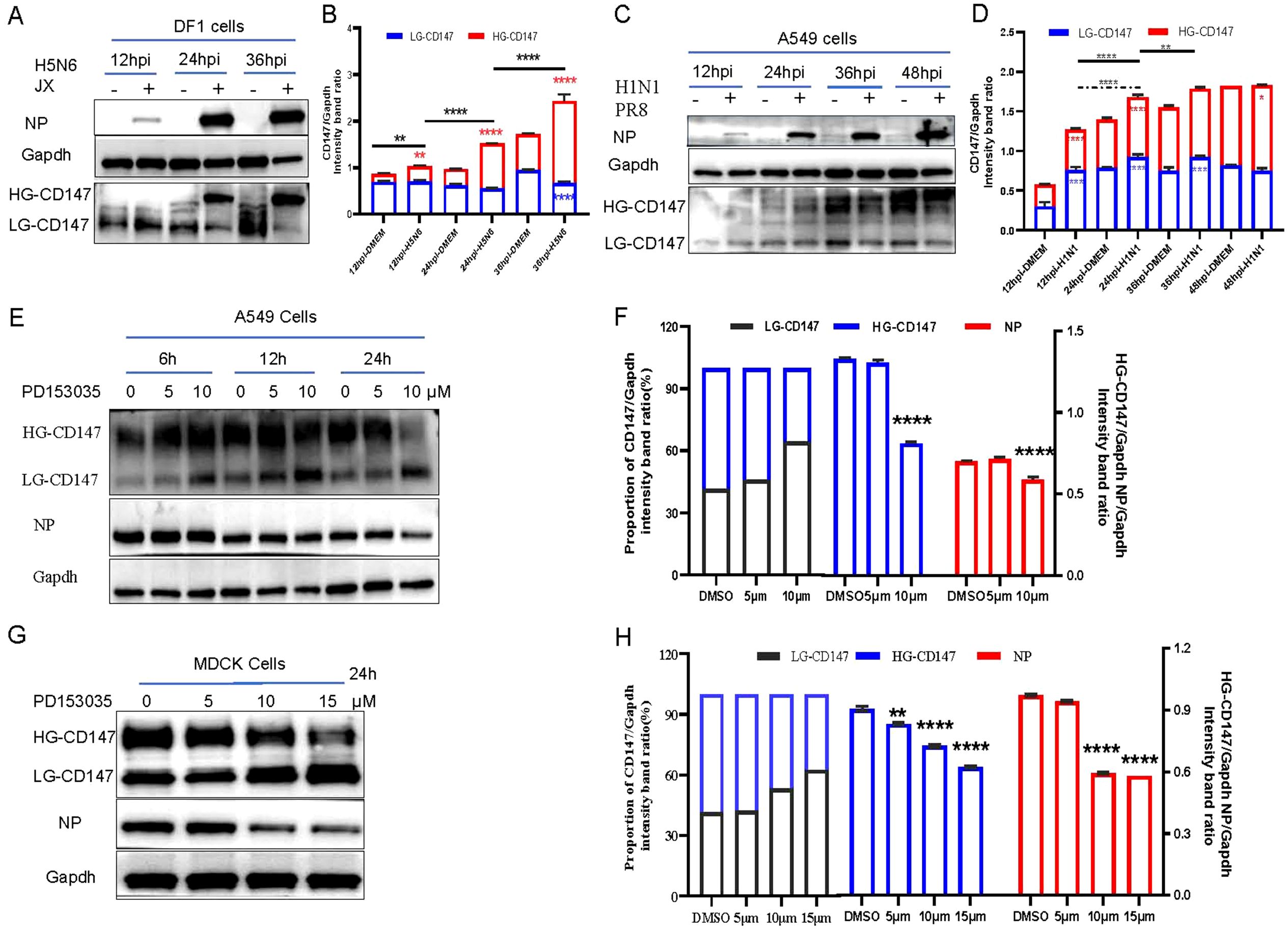 Western blot and bar chart analysis of CD147 expression in DF1, A549, and MDCK cells infected with H5N6, JX, and H1N1, PR8 viruses. Panels A, C, E, and G display bands for HG-CD147, LG-CD147, NP, and Gapdh at various time points and drug concentrations. Panels B, D, F, and H show corresponding bar charts quantifying band intensity ratios, indicating significant changes in expression levels (denoted by asterisks), with varying treatments and time points.