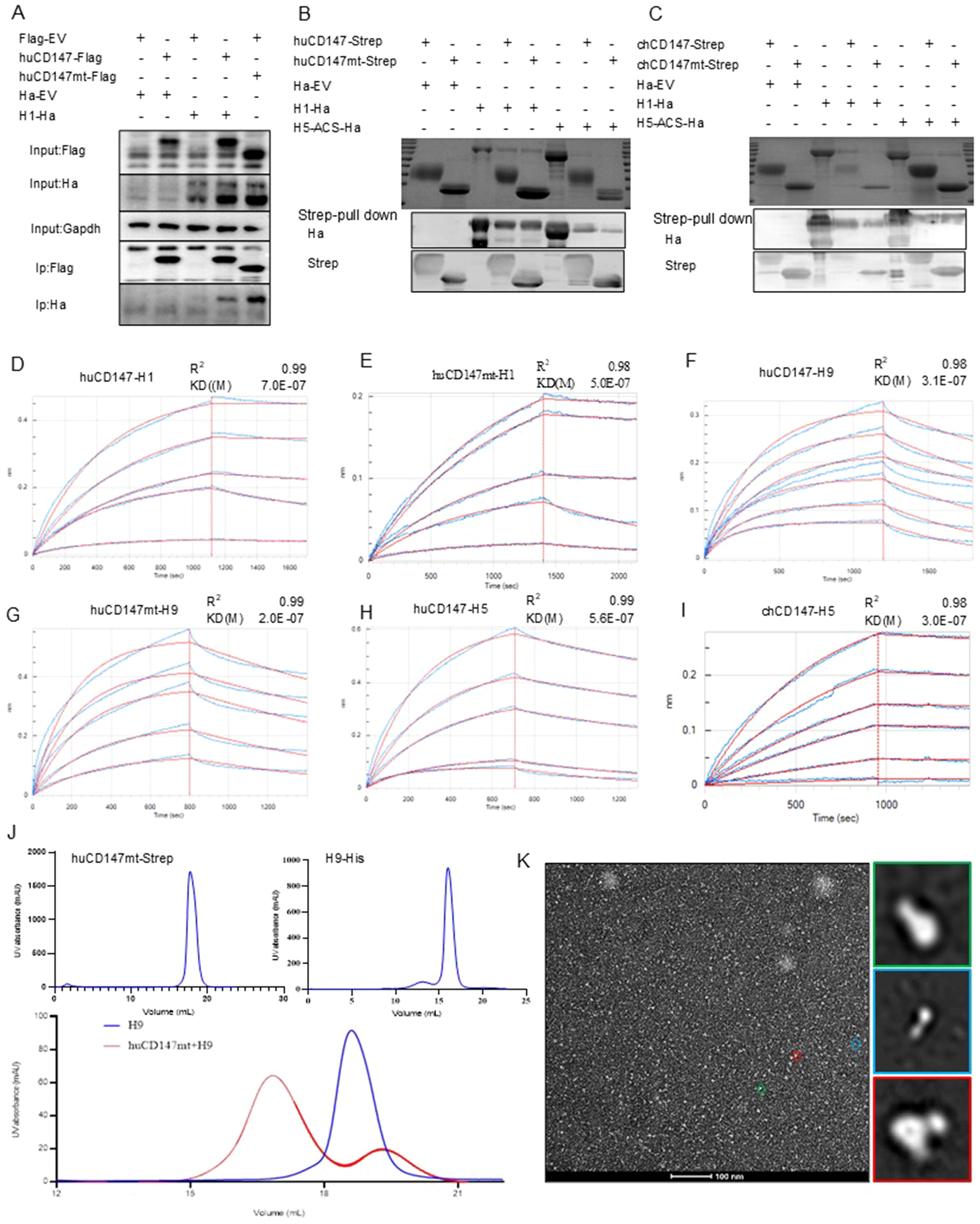 Western blots and analysis panels display experimental results, including protein interactions and binding curves with kinetic data. Panels A to C show protein bands with input and pull-down results. Panels D to I present sensorgrams and kinetic data for protein interactions, showing binding affinities (K\(_D\)) and R\(^2\) values. Panel J illustrates chromatograms for protein purification with overlapping peaks. Panel K shows an electron microscopy image with highlighted sections, indicating structural details at the nanoscale.