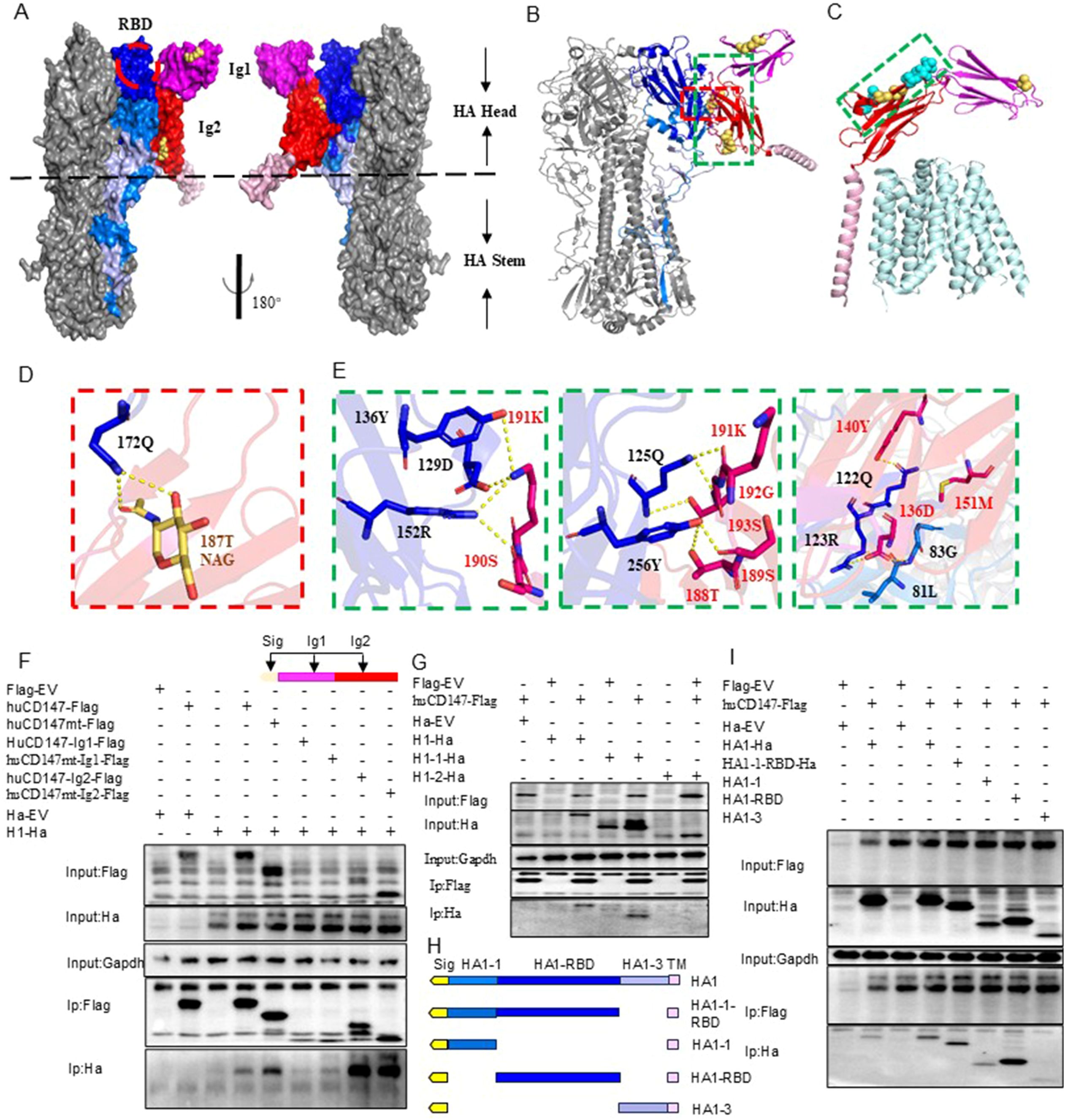 Scientific illustration showing structural and biochemical analysis of a protein complex. Panels A to E depict 3D structural representations and close-up views of protein interactions, highlighting specific residues. Panels F to I present experimental data on protein interactions using western blots, with labeled input and immunoprecipitation results. Arrow annotations indicate protein domains or interactions across diagrams.