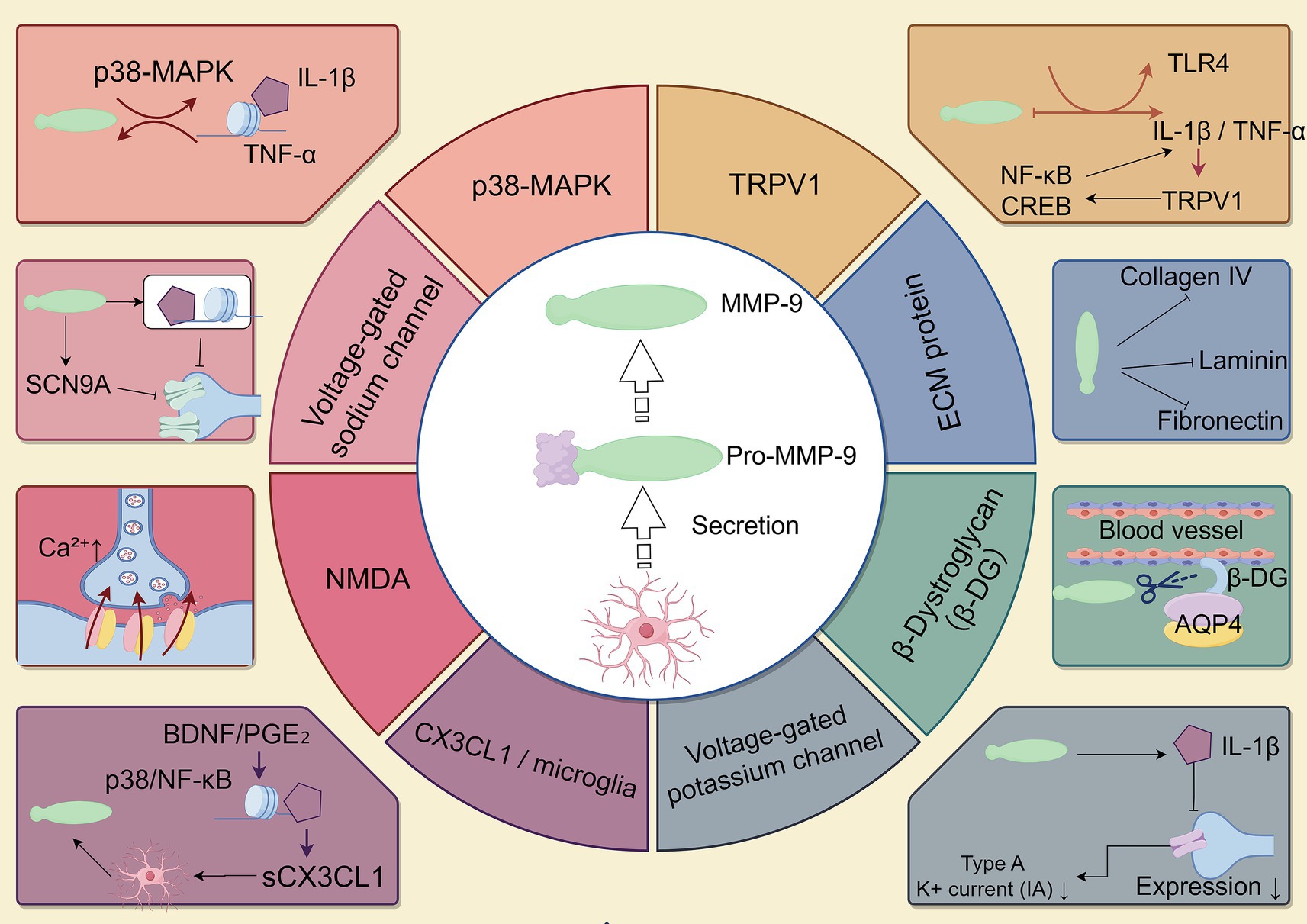 Diagram showing the regulation of MMP-9 secretion through various pathways involving p38-MAPK, TRPV1, and other channels. Includes interactions with IL-1β, TNF-α, and specific proteins like SCN9A and CX3CL1. Visual elements illustrate processes such as signaling, expression changes, and protein interactions related to extracellular matrix components and vascular structures.