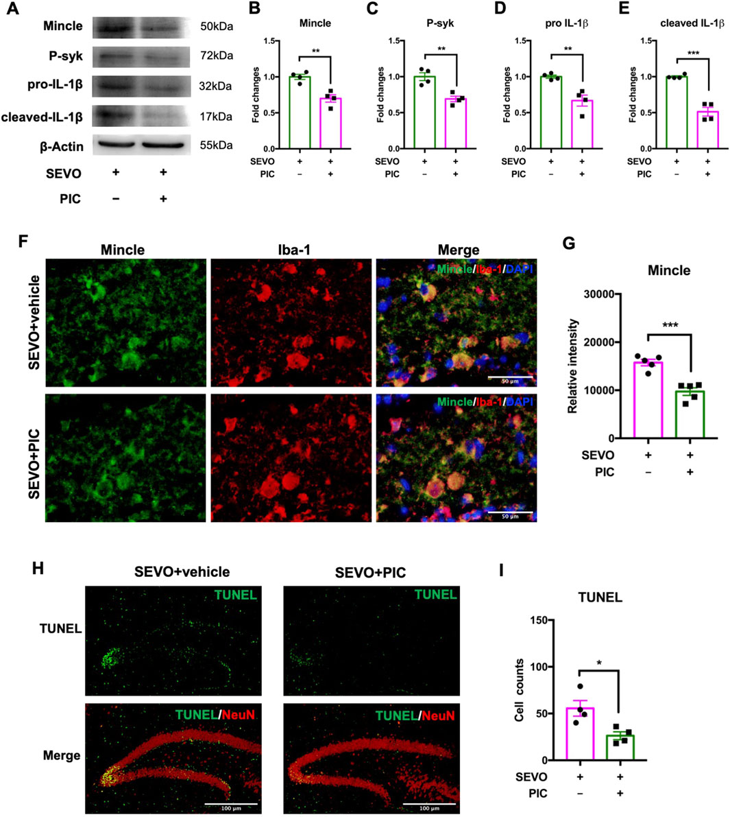 Western blot and immunofluorescence data showing the effects of SEVO with and without PIC treatment on protein expression and cell markers. In panel A, bands for Mincle, P-syk, pro-IL-1β, cleaved IL-1β, and β-Actin are shown. Panels B to E display bar graphs indicating fold changes for each protein, with significance marked. Panel F contains immunofluorescence images for Mincle, Iba-1, and their merge, with a bar graph (G) showing relative intensity. Panel H presents TUNEL and NeuN immunofluorescence images. Panel I shows a bar graph of TUNEL cell counts, indicating significant differences.