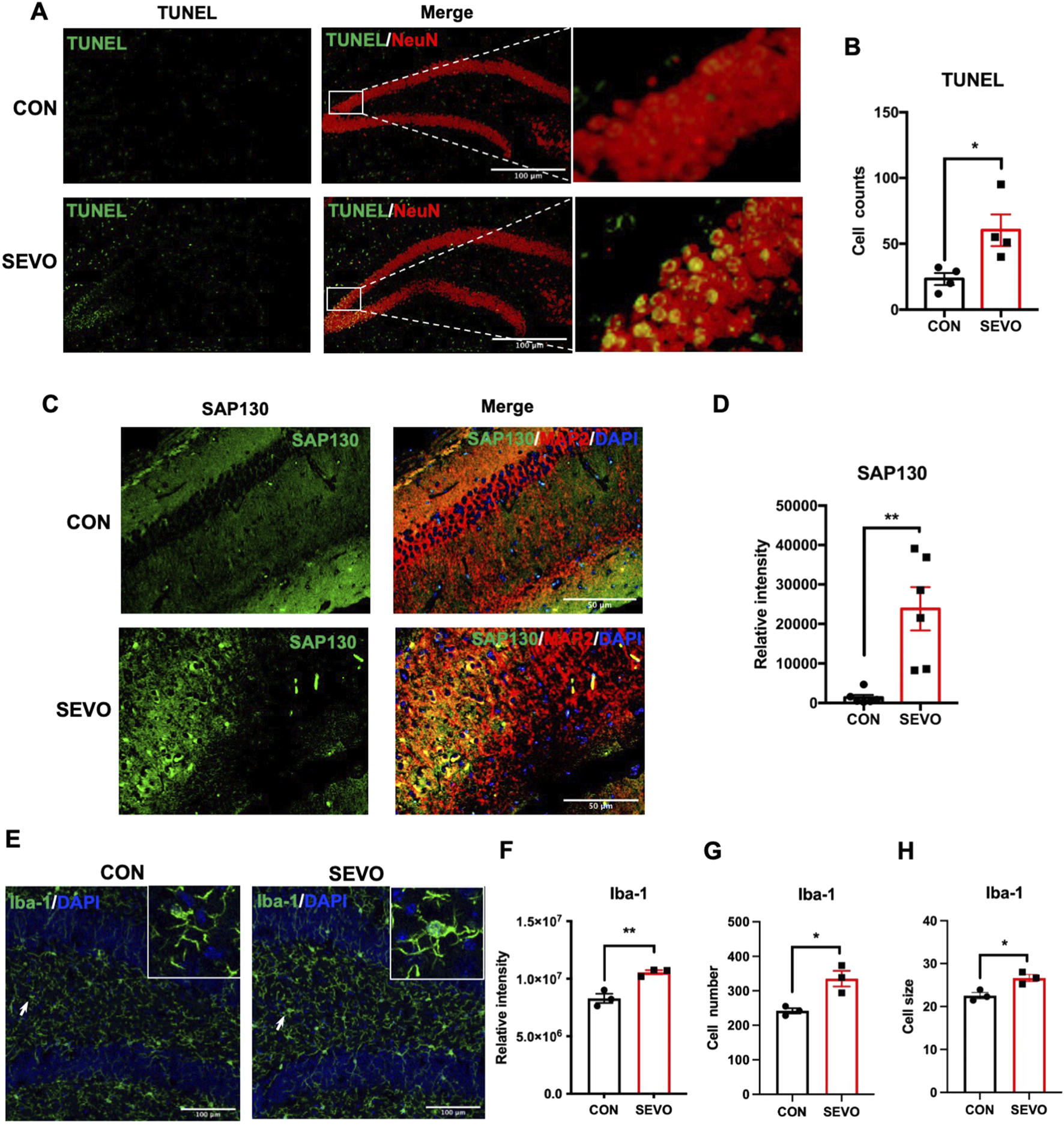 (A) TUNEL staining images showing cell apoptosis in control (CON) and sevoflurane (SEVO) treated groups, with merged images highlighting NeuN. (B) Bar graph quantifying TUNEL-positive cell counts, showing a significant increase in SEVO. (C) SAP130 staining with merged images for control and SEVO groups, showing co-localization with MAP2 and DAPI. (D) Graph showing significant increase in SAP130 intensity in SEVO. (E) Iba-1/DAPI staining images comparing CON and SEVO groups. (F-H) Graphs depicting relative intensity, cell number, and cell size for Iba-1, all increased in SEVO with statistical significance. Scale bars are included.