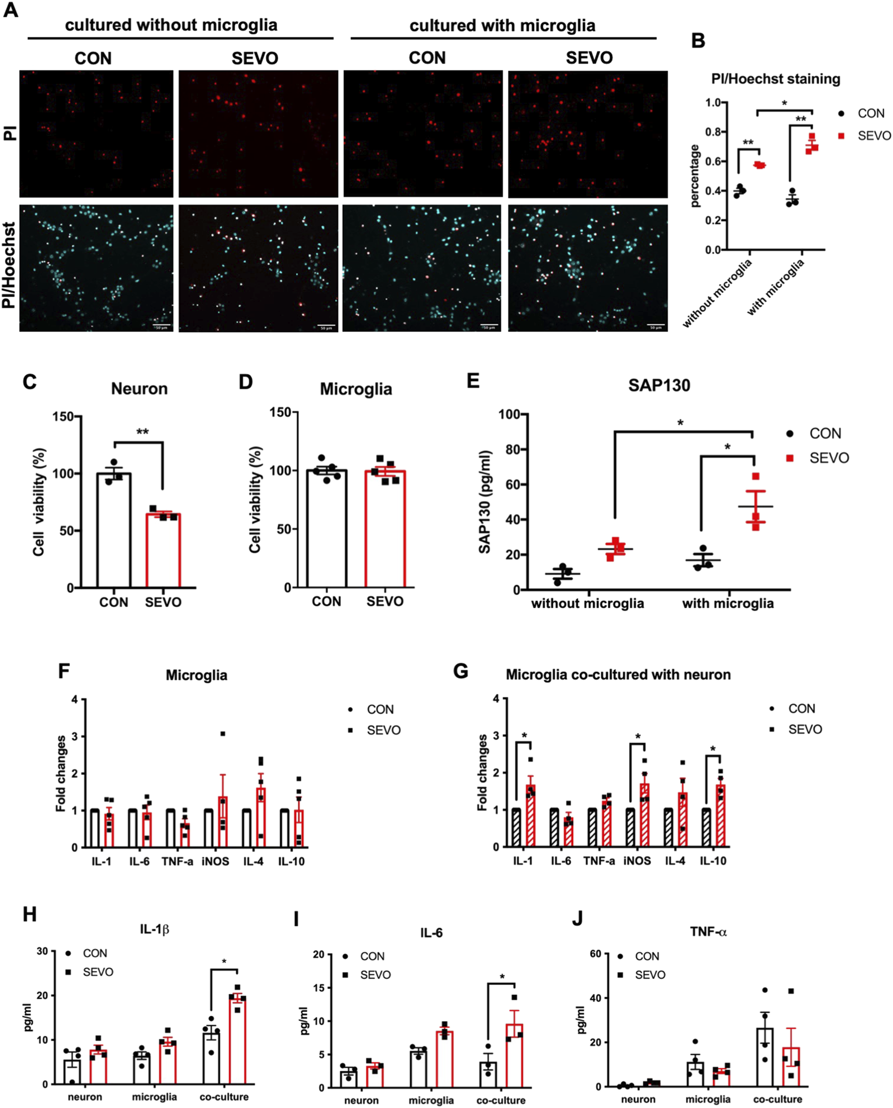 Images compare cell cultures with and without microglia under control (CON) and sevoflurane (SEVO) conditions. Panel A shows PI/Hoechst staining results. Panel B graph displays PI/Hoechst staining percentages with significant differences. Panels C and D illustrate neuron and microglia cell viability, respectively, highlighting reduced neuron viability under SEVO. Panel E shows SAP130 levels, with higher levels in microglia cultures. Panels F and G display fold changes for various cytokines in microglia and co-cultured conditions, respectively, indicating cytokine expression variations. Panels H to J compare IL-1β, IL-6, and TNF-α levels across different conditions. Significant differences are marked with asterisks.