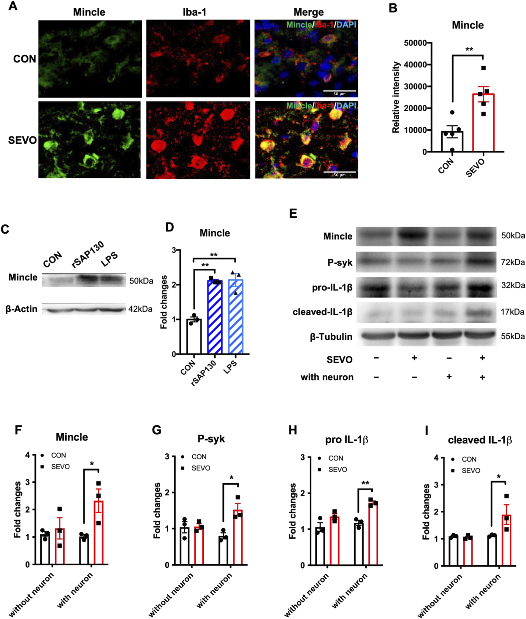 (A) Fluorescence microscopy images showing the expression of Mincle and Iba-1 in control (CON) and SEVO groups, with merged images highlighting colocalization. (B) Bar graph showing relative Mincle intensity, indicating significant enhancement under SEVO treatment. (C) Western blot analysis of Mincle and β-actin levels under different conditions (CON, rSAP130, LPS). (D) Bar graph demonstrating significant fold changes in Mincle expression across conditions. (E) Western blot showing expression levels of Mincle, P-syk, pro-IL-1β, cleaved IL-1β, and β-Tubulin with or without neurons in SEVO condition. (F-I) Bar graphs depict fold changes in Mincle, P-syk, pro-IL-1β, and cleaved IL-1β with or without neurons under CON and SEVO treatments, indicating significant differences.