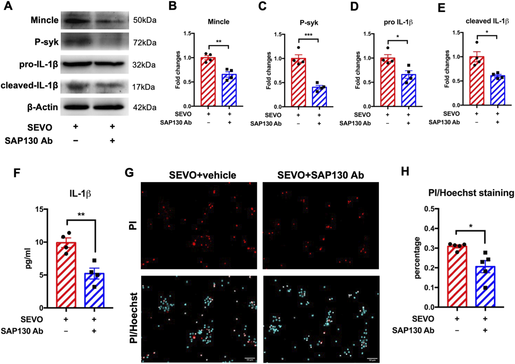 Western blot and bar graphs demonstrating protein expression levels and effects of SEVO and SAP130 antibody treatment. Panel A shows protein bands for Mincle, P-syk, pro-IL-1β, cleaved IL-1β, and β-Actin. Panels B to E present fold changes for Mincle, P-syk, pro-IL-1β, and cleaved IL-1β, respectively, with significant differences indicated. Panel F shows IL-1β levels in pg/ml. Panel G contains microscopy images comparing PI staining between SEVO with vehicle and SEVO with SAP130 Ab. Panel H shows percentages of PI/Hoechst staining, highlighting statistical significance.