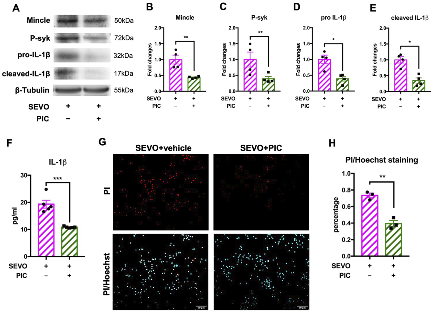 Western blot and bar graph analyses showing the effects of SEVO and PIC on protein expressions of Mincle, P-syk, pro-IL-1β, cleaved IL-1β, and β-Tubulin. Panels B to E display corresponding bar graphs for fold changes. Panel F shows an IL-1β production graph. Panel G presents fluorescence microscopy images of PI and Hoechst stained cells under SEVO+vehicle and SEVO+PIC conditions. Panel H graph represents PI/Hoechst staining percentages, indicating significant changes due to SEVO and PIC treatments. Statistical significance is noted with asterisks in graphs.