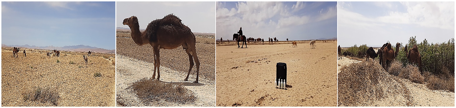 A sequence of four images featuring camels in a desert landscape. The first image shows camels scattered across a vast, arid terrain with distant mountains. The second image is a close-up of a single camel standing in the desert. The third image includes a group of camels with a rider on horseback, alongside a black container and several white bottles on cracked earth. The fourth image depicts a group of camels near green bushes on arid ground under a partly cloudy sky.