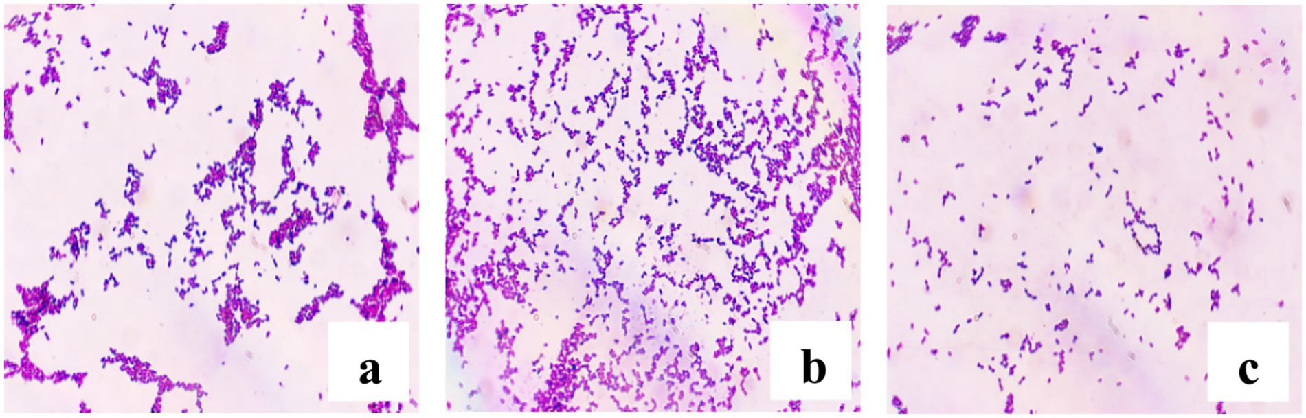 Three panels labeled a, b, and c show microscopic images of bacteria stained in purple. Each panel displays clusters of rod-shaped bacteria against a light background, revealing variations in bacterial density.