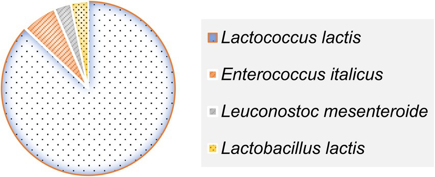 Pie chart showing distribution of bacteria types: Lactococcus lactis (largest segment, blue), Enterococcus italicus, Leuconostoc mesenteroide, and Lactobacillus lactis (three smaller segments). Legend on the right describes the color coding.