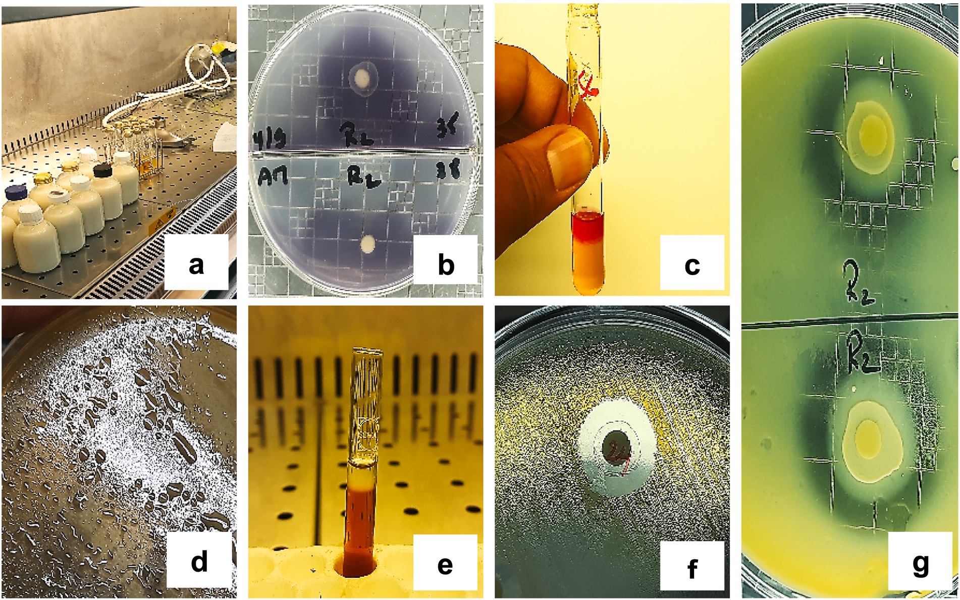 a. Several bottles on a laboratory workbench. b. Petri dish with microbial growth and marked sections. c. Hand holding a test tube with a red liquid layer. d. Close-up of liquid surface with floating particles. e. Test tube with liquid and gas bubble in a rack. f. Petri dish with central circle and surrounding microorganisms. g. Petri dish with growth inhibition zones marked as R2.
