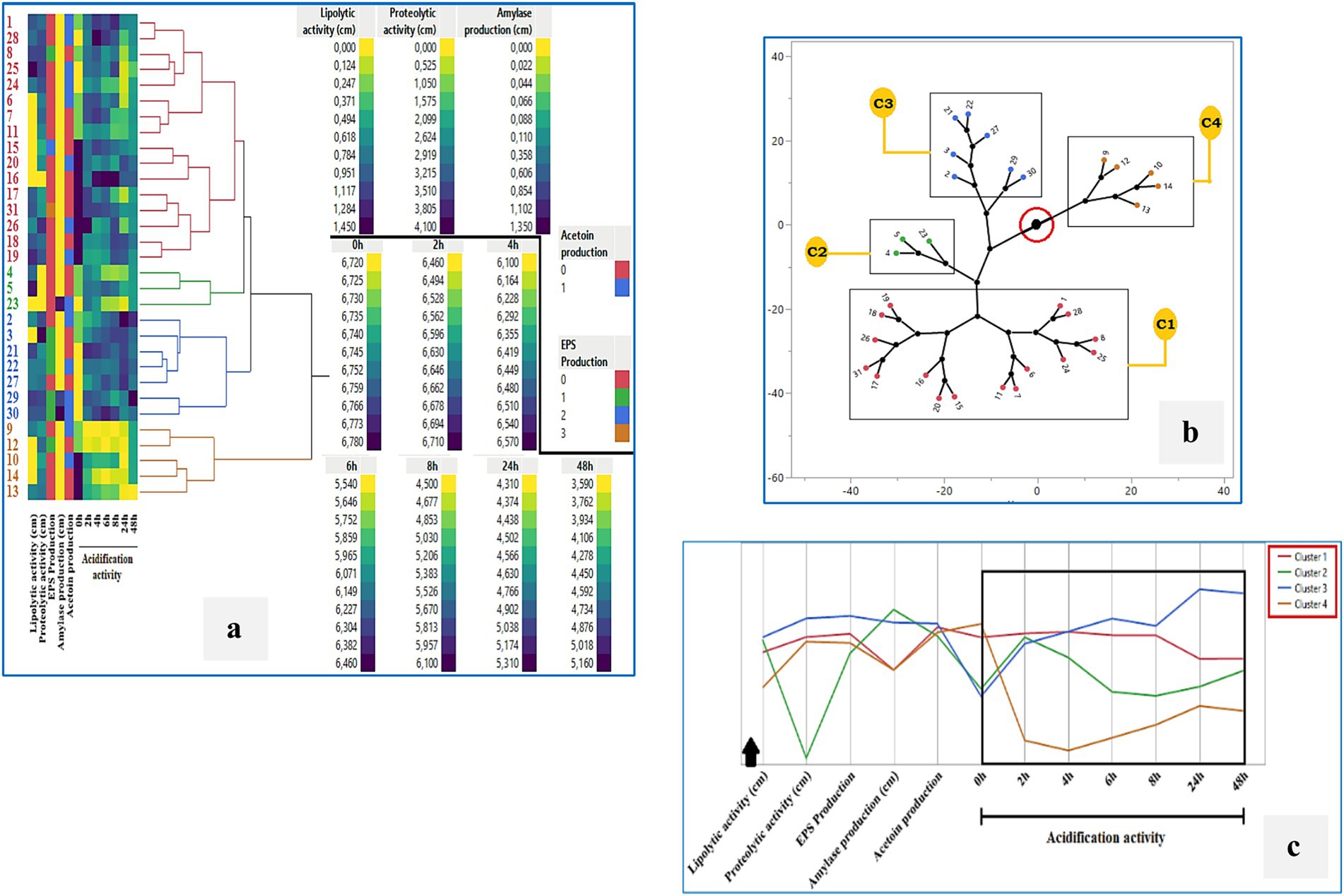 Panel (a) shows a heatmap with hierarchical clustering of lipolytic, proteolytic, amylase, and acidification activities, acetoin and EPS production. Panel (b) depicts a phylogenetic tree with clusters C1 to C4 highlighted. Panel (c) presents a line graph comparing clusters 1 to 4 across various biochemical activities.