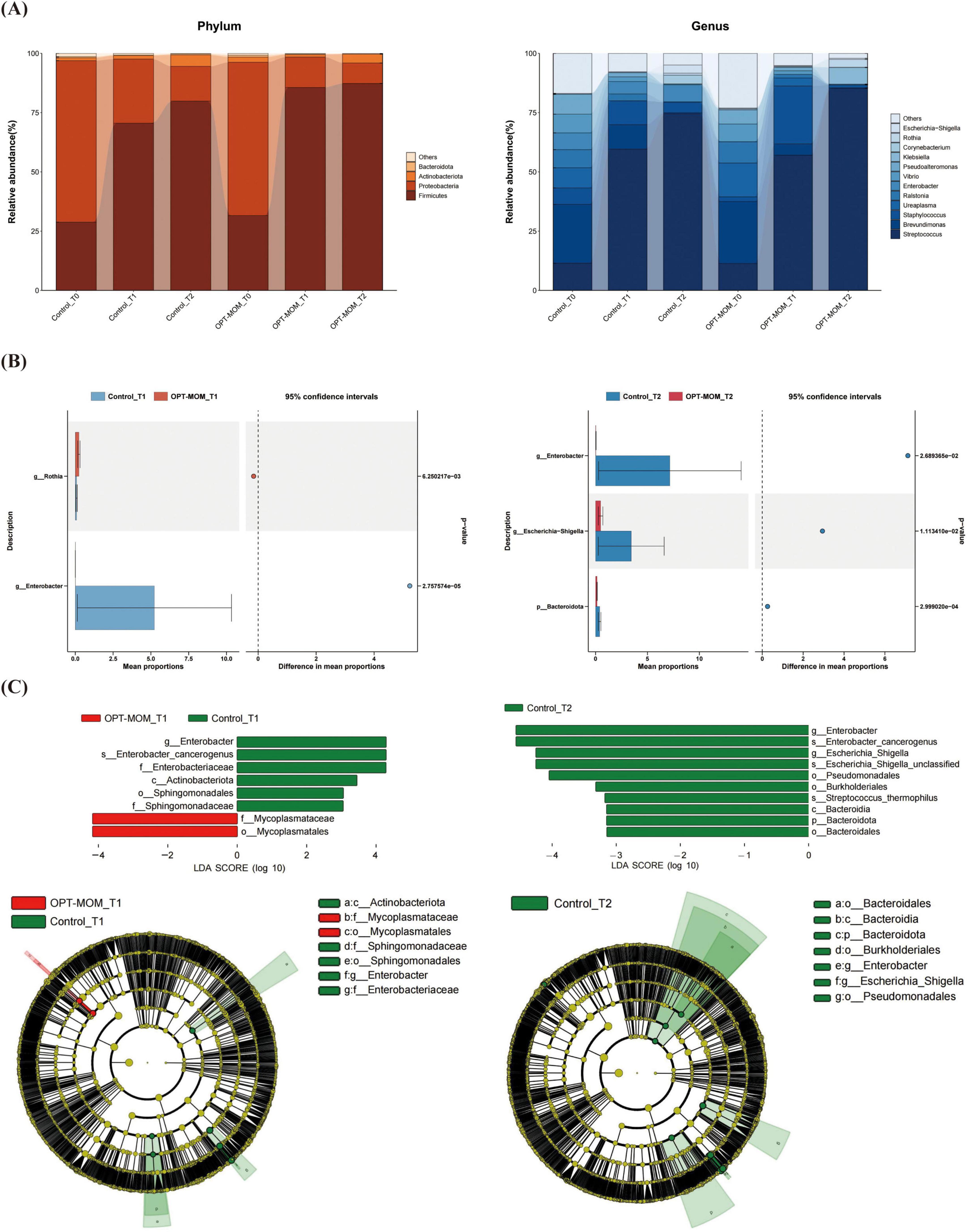(A) Two bar charts display the relative abundance of bacterial taxa. The left chart shows phylum-level data with various shades of orange, while the right chart presents genus-level data with shades of blue. (B) Two sets of box plots illustrate the differences inbacterial species between the control and OPT-MOM groups at two different time points. (C) Two bar charts illustrate Linear Discriminant Analysis (LDA) scores for significant taxa, followed by circular cladograms depicting phylogenetic relationships and highlighting differentially abundant taxa with green and red shades.