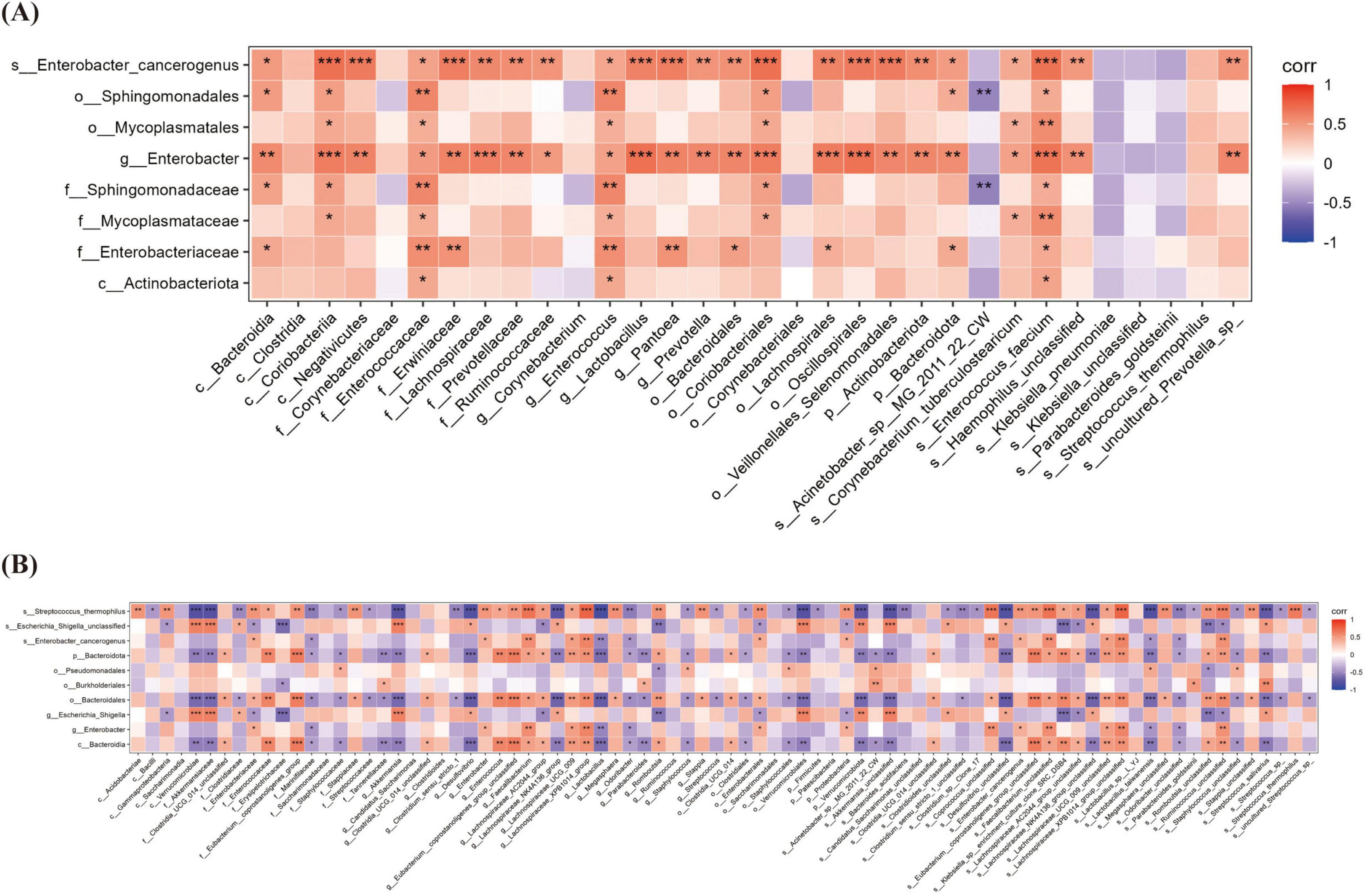 Heatmaps labeled as (A) and (B) depict correlation values ranging from -1 to 1, represented by a color gradient from blue to red. Each axis displays various microbial taxa, and correlations are marked with asterisks indicating significance levels.