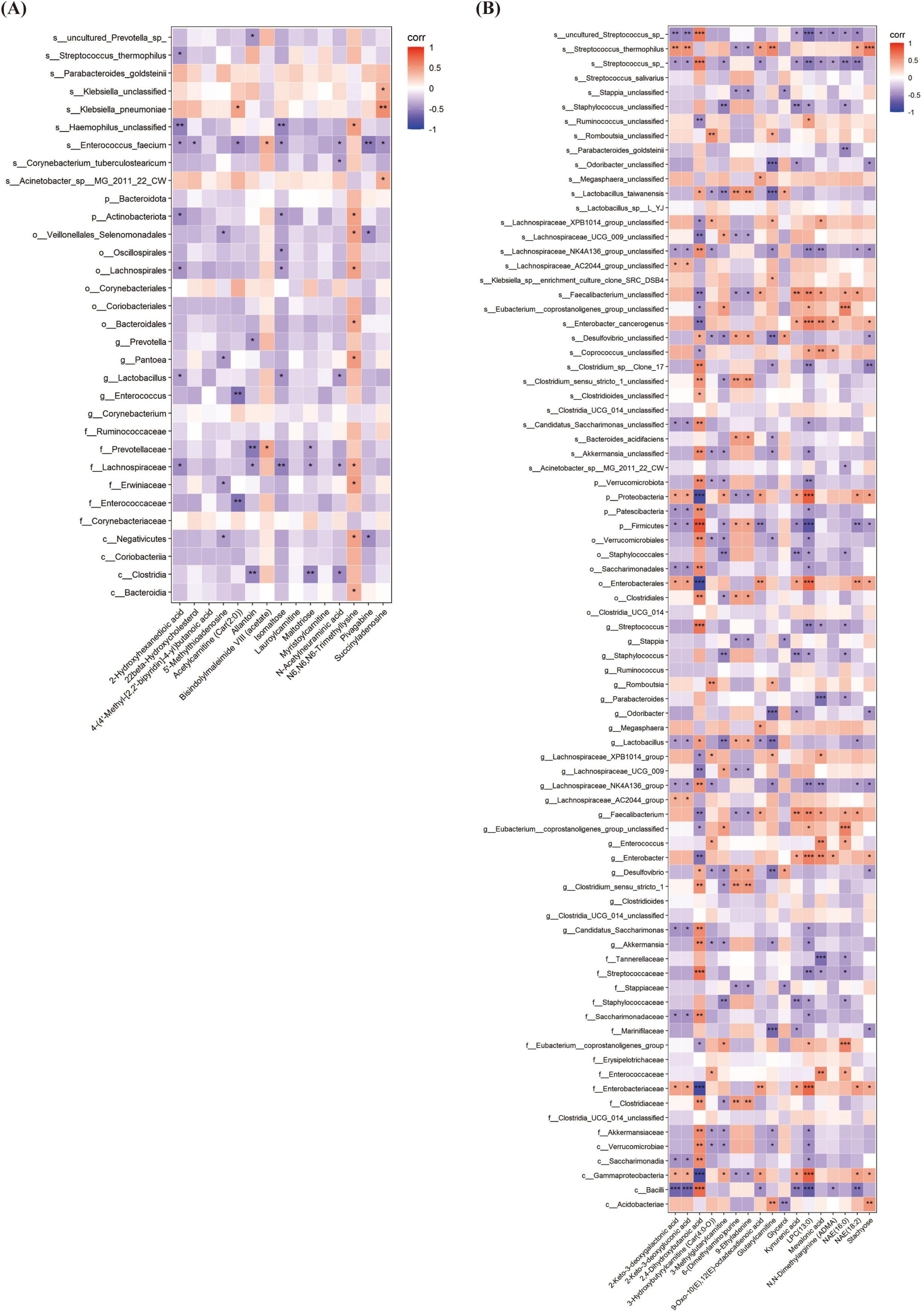 Heatmap comparing correlations between gut microbiota and fecal metabolites at different times. Panel A shows T1, while Panel B displays T2. Color gradient ranges from blue (negative correlation) to red (positive correlation), with significance indicated by asterisks. Labels on the axes identify specific microbiota and metabolites