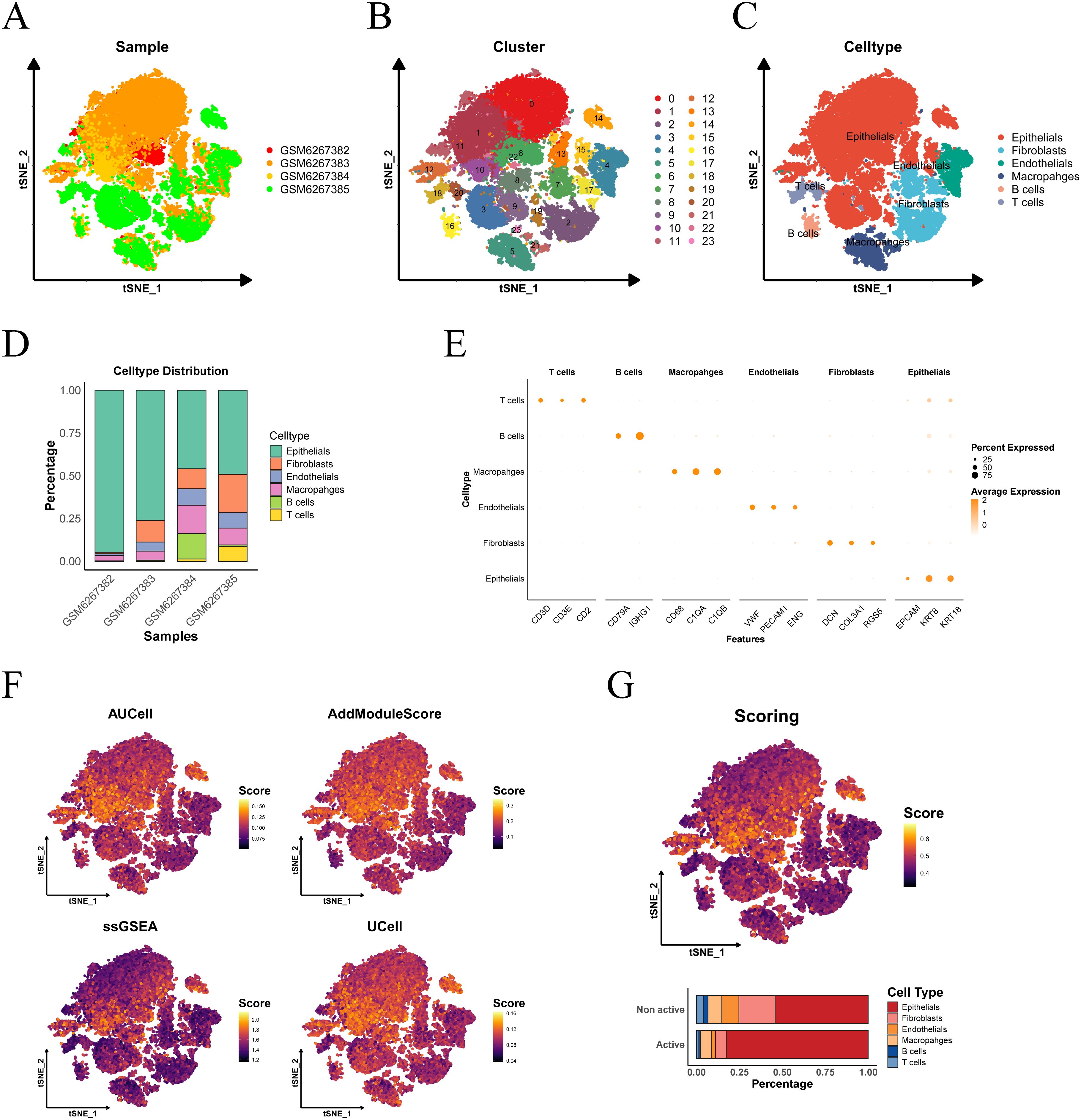 A composite image illustrating single-cell RNA sequencing analysis. Panel A shows a t-SNE plot labeled by sample IDs. Panel B displays clusters, each indicated by a different color. Panel C presents cell types like epithelial cells and fibroblasts. Panel D is a bar chart depicting cell type distribution across samples. Panel E is a dot plot showing gene expression levels across cell types. Panel F includes t-SNE plots with scoring methods like AUCell and ssGSEA. Panel G shows a t-SNE plot for scoring activity, with a bar chart for cell type percentages.