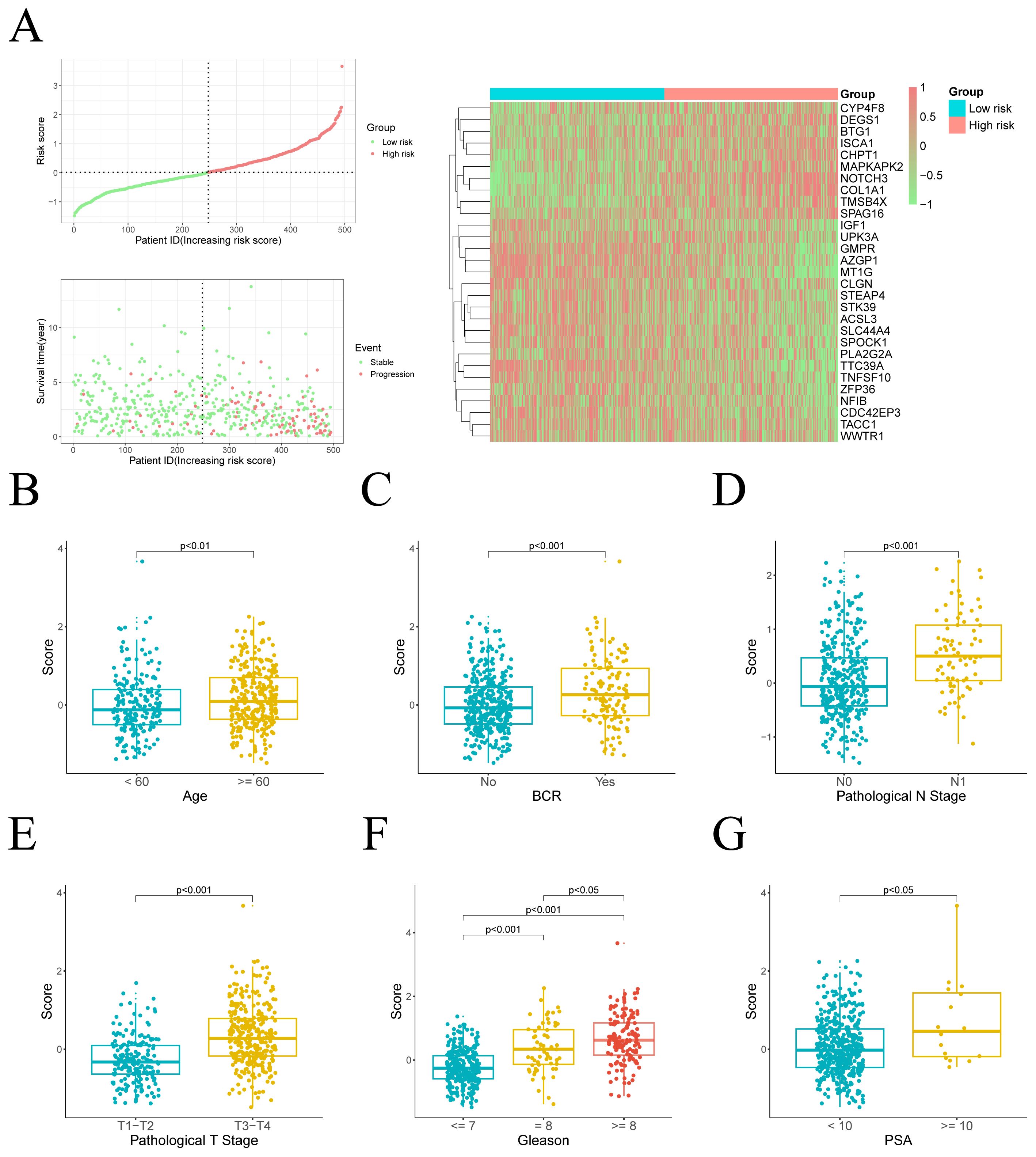 Composite image showing prostate cancer risk analysis. Panel A includes risk score plots and a heatmap illustrating patient risk groups with gene expressions categorized as low or high risk. Panels B to G display box plots comparing scores across different clinical features: Panel B compares ages less than 60 and 60 or greater; Panel C shows biochemical recurrence (BCR) presence or absence; Panel D distinguishes between nodal statuses N0 and N1; Panel E examines pathological stages pT1-pT2 and pT3-pT4; Panel F assesses Gleason scores less than or equal to 7, equal to 8, and greater than or equal to 9; Panel G evaluates PSA levels less than 10 and 10 or greater. Each plot indicates statistical significance with p-values.