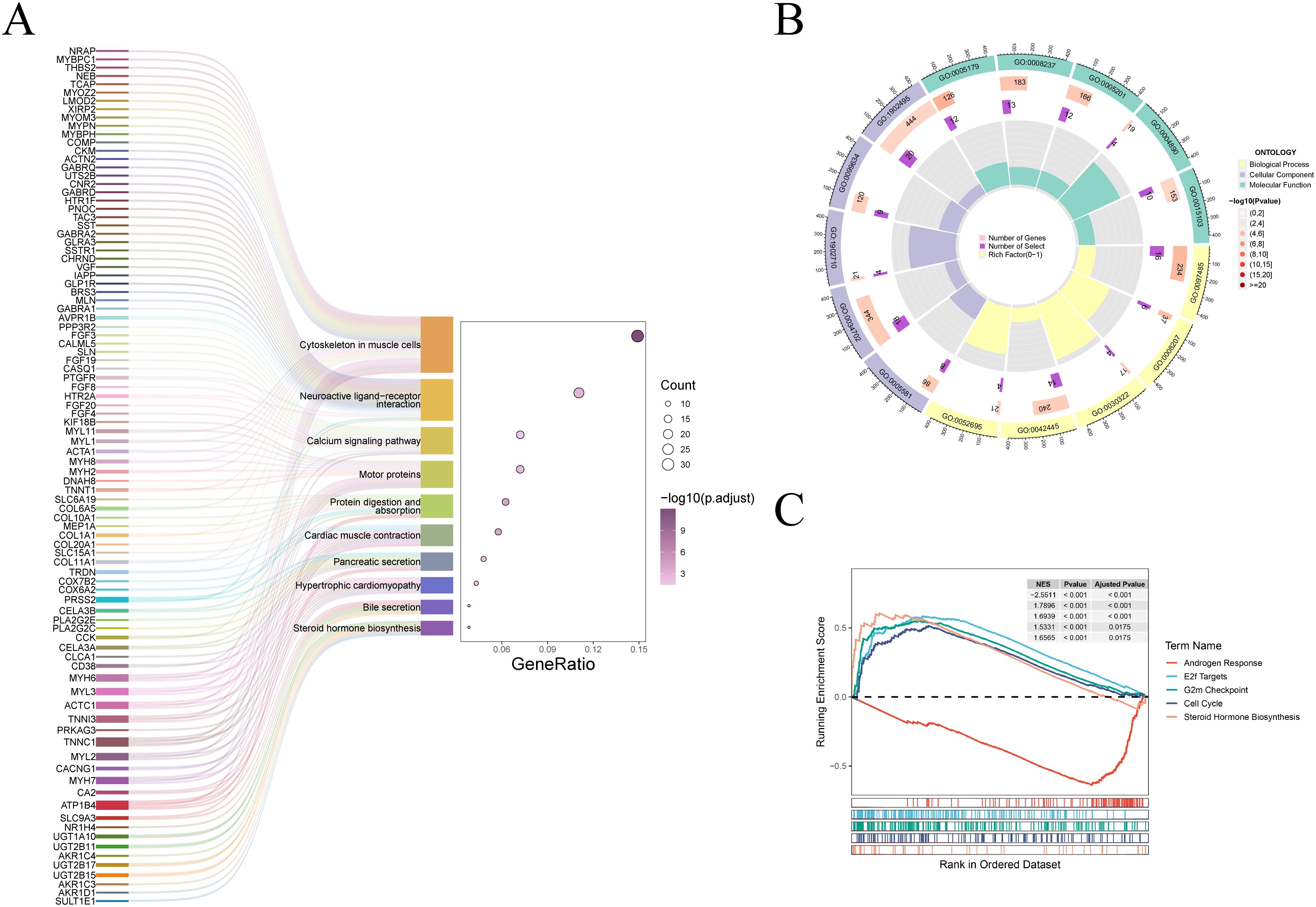 Panel A contains a Sankey diagram connecting various genes to biological pathways with a dot plot displaying gene ratios and significance. Panel B is a circular diagram showing gene ontology categories with outer red and inner purple blocks indicating gene counts and significance levels. Panel C features an enrichment plot with running enrichment scores for terms like Androgen Response and Cell Cycle against the ranked dataset.