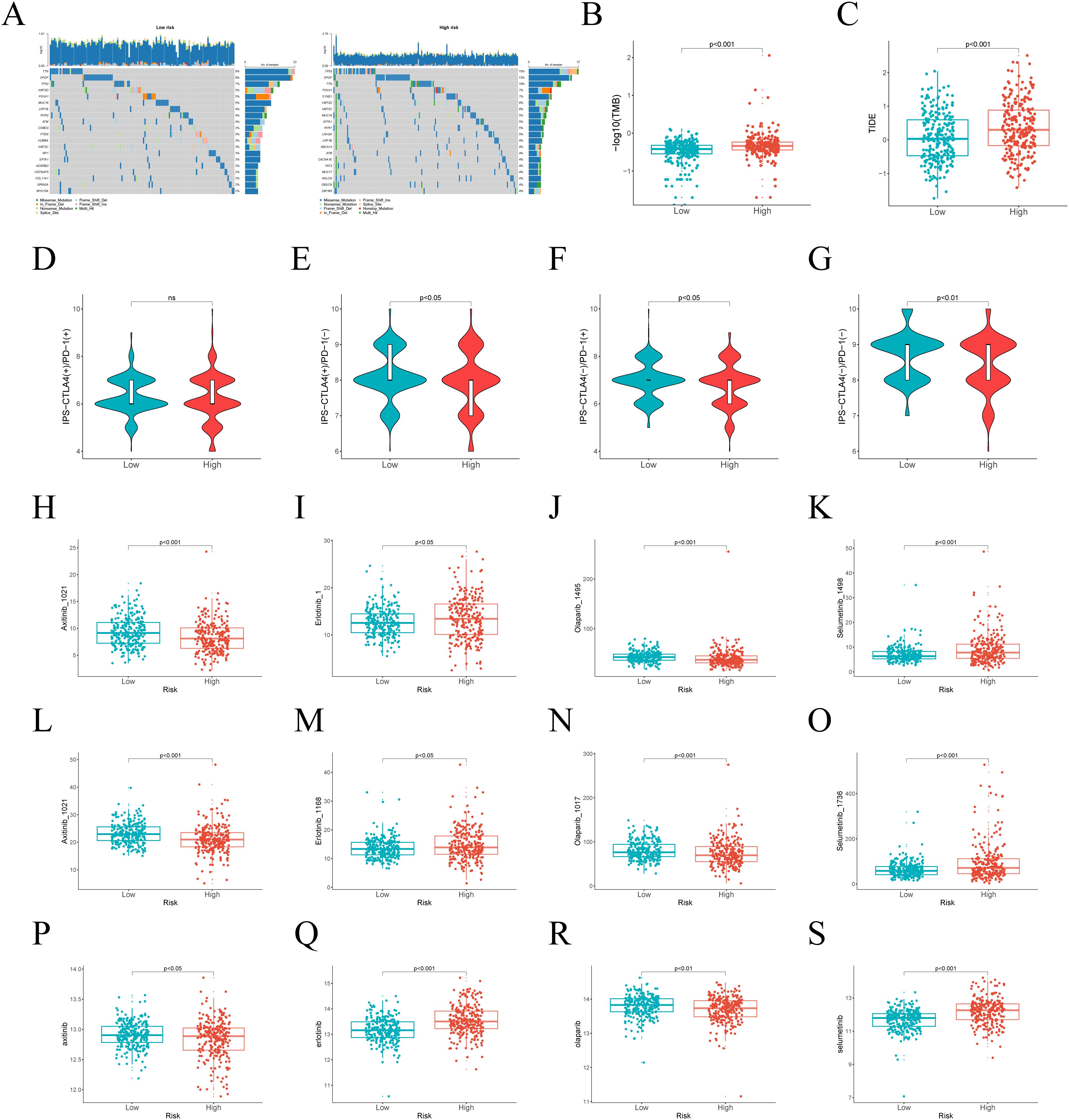 Grouped image of various data visualizations, including OncoPrint plots (A), scatter plots (B to C), violin plots (D to G), and box plots (H to S). These images compare data between low and high groups, with statistical significance indicated by p-values on each plot. The graph types show data trends, clusters, and comparisons, with box and violin plots illustrating distributions and variability.