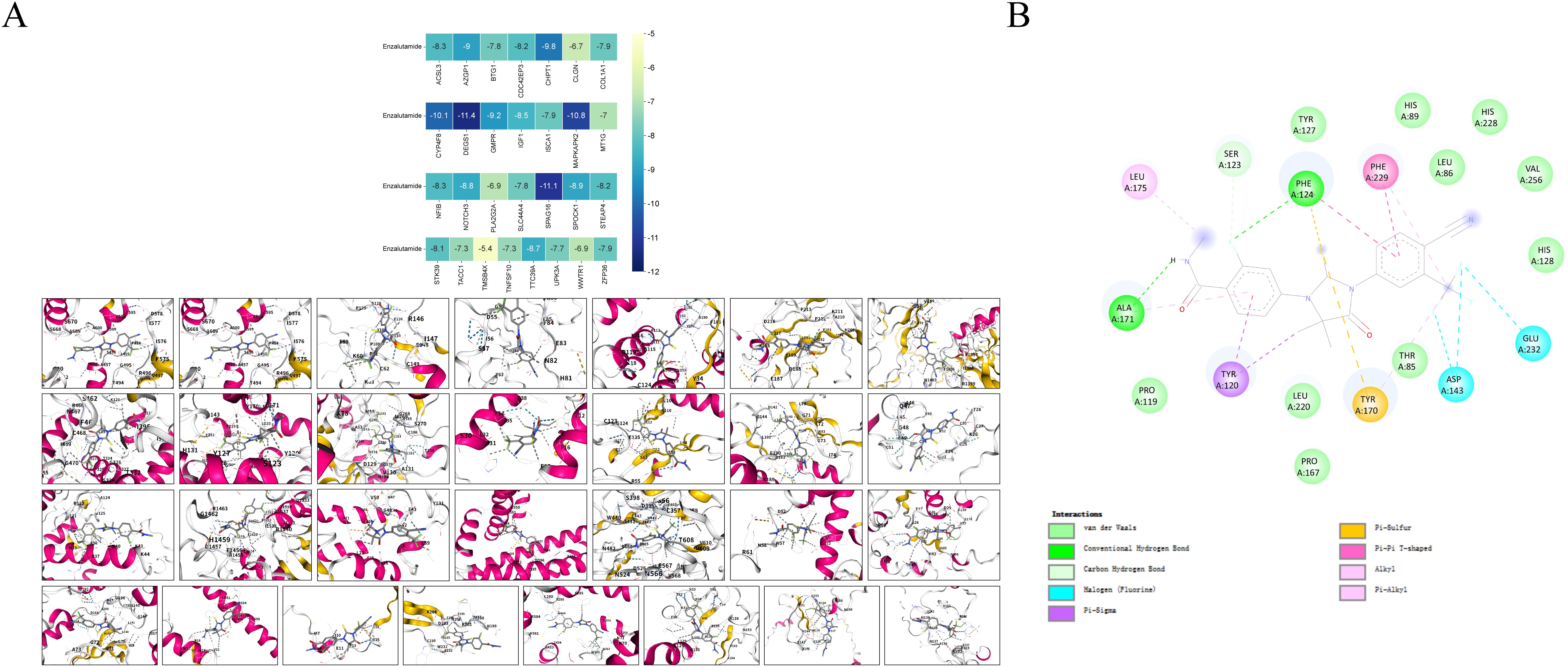 A composite image displays two parts labeled A and B. Part A includes a heatmap showing interactions of Enzalutamide with different proteins, color-coded by binding affinity. Below are detailed protein-ligand interaction diagrams with helices and sheets highlighted in pink and yellow. Part B presents a molecular interaction diagram with amino acid residues as colored circles linked by dashed lines of various colors, indicating types of chemical interactions such as hydrogen bonds and van der Waals forces, with a legend explaining the color codes.