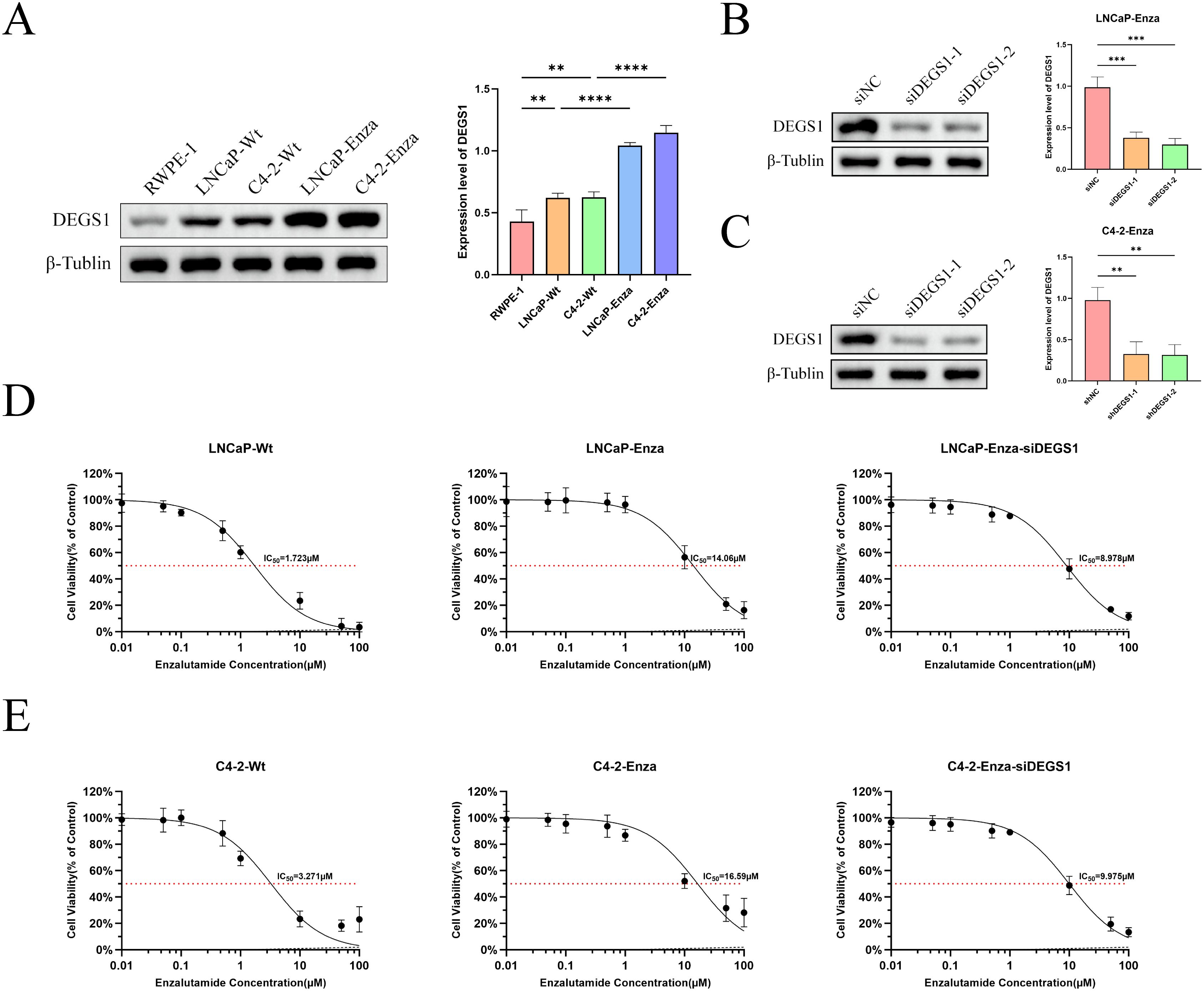 Panel A shows a Western blot and bar graph comparing DEGS1 expression levels in different cell lines, with statistical significance indicated by asterisks. Panels B and C display Western blots and bar graphs showing DEGS1 expression after specific gene knockdowns in LNCaP-Enza and C4-2-Enza cells, respectively, with statistical significance marked. Panels D and E depict dose-response curves for LNCaP and C4-2 cell variants, showing cell viability percentages at various enzalutamide concentrations, with IC50 values noted.