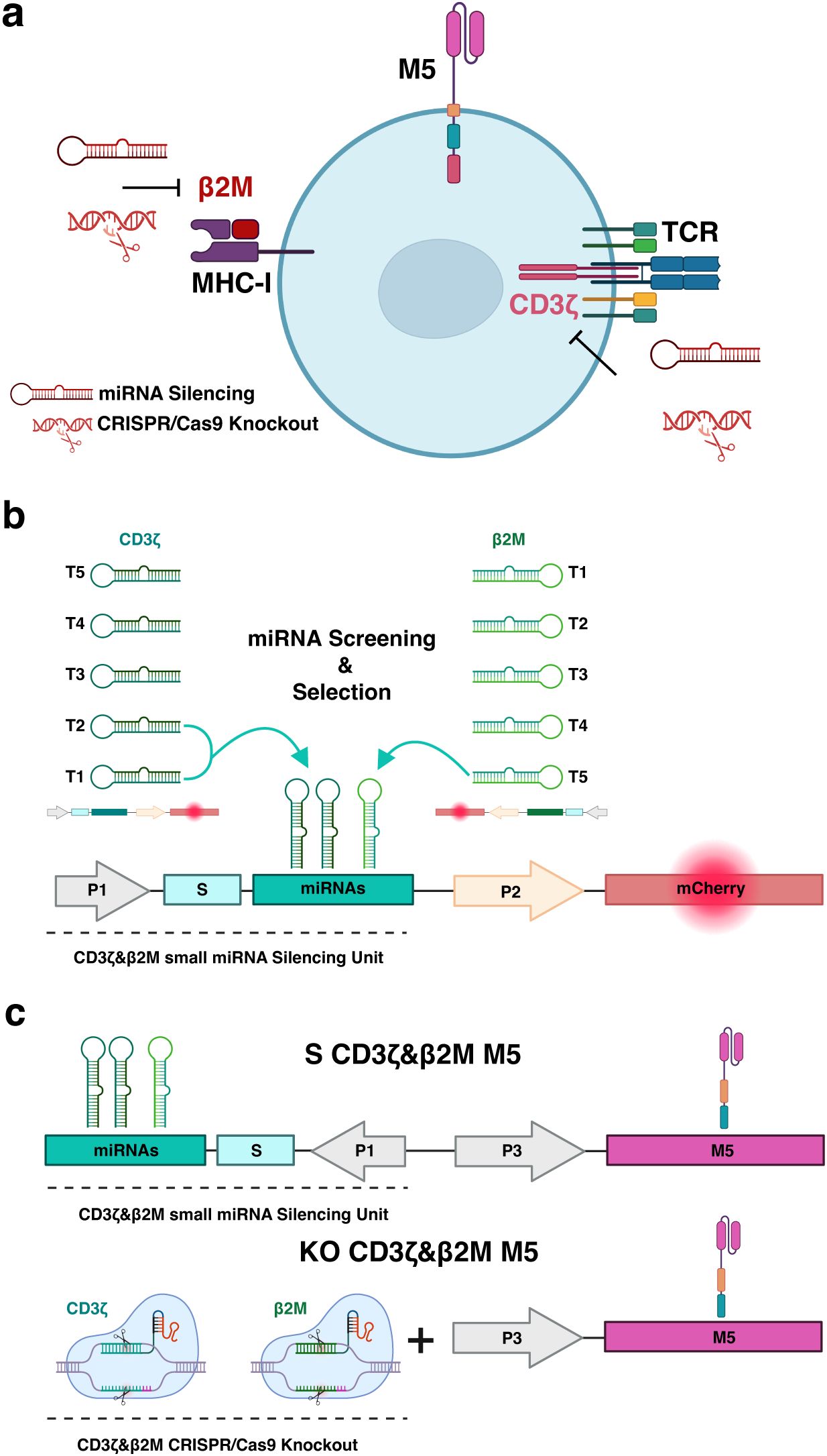Diagram showing miRNA silencing and CRISPR/Cas9 knockout strategies for CD3ζ and β2M. Panel (a) illustrates miRNA and CRISPR targeting MHC-I and TCR components in a cell. Panel (b) details miRNA screening and selection for CD3ζ and β2M, linked to mCherry expression. Panel (c) depicts miRNA silencing and CRISPR knockout methods, highlighting the effects on M5 expression.