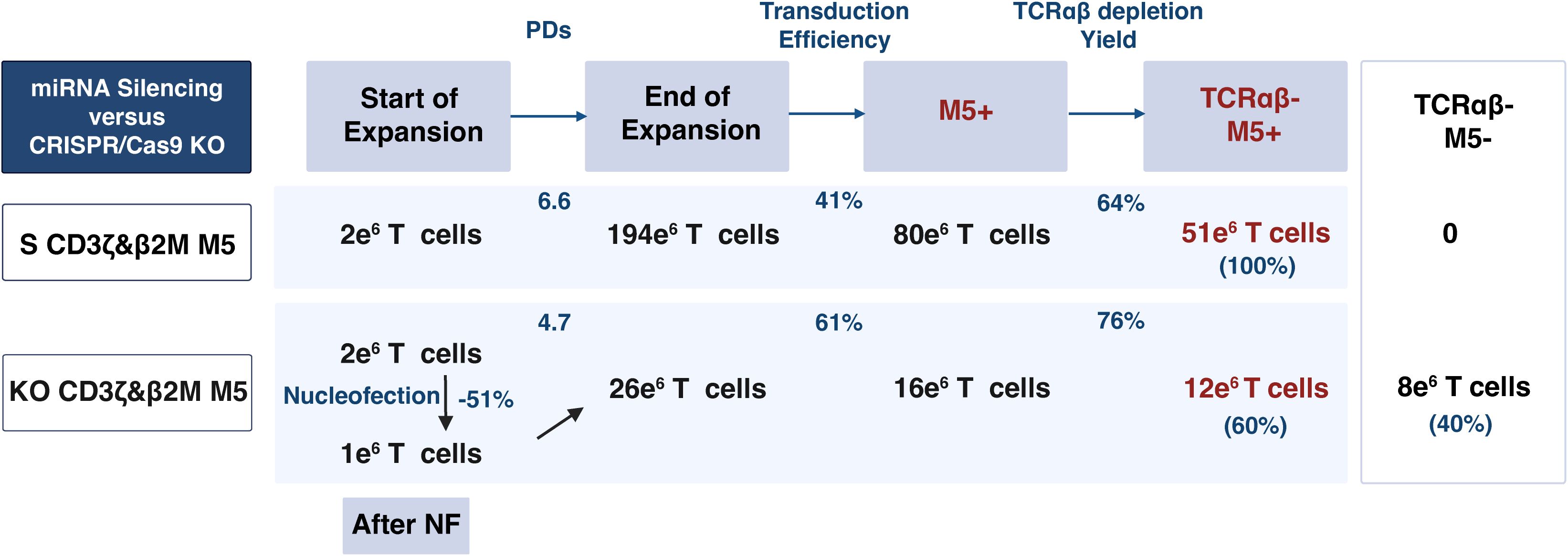 Comparison chart of miRNA silencing versus CRISPR/Cas9 knockout in T cell expansion and transduction efficiency. The top row shows the process: start of expansion, end of expansion, M5+, and TCRαβ depletion yield. For S CD3ζ&β2M M5, starting with two million T cells, it expands to 194 million, with 41 percent efficiency, yielding 51 million TCRαβ- M5+ T cells (100 percent). For KO CD3ζ&β2M M5, nucleofection reduces cells by 51 percent. From one million T cells, it expands to 26 million, with 61 percent efficiency, yielding 12 million TCRαβ- M5+ T cells (60 percent). TCRαβ- M5- yields zero and eight million (40 percent) for each group, respectively.