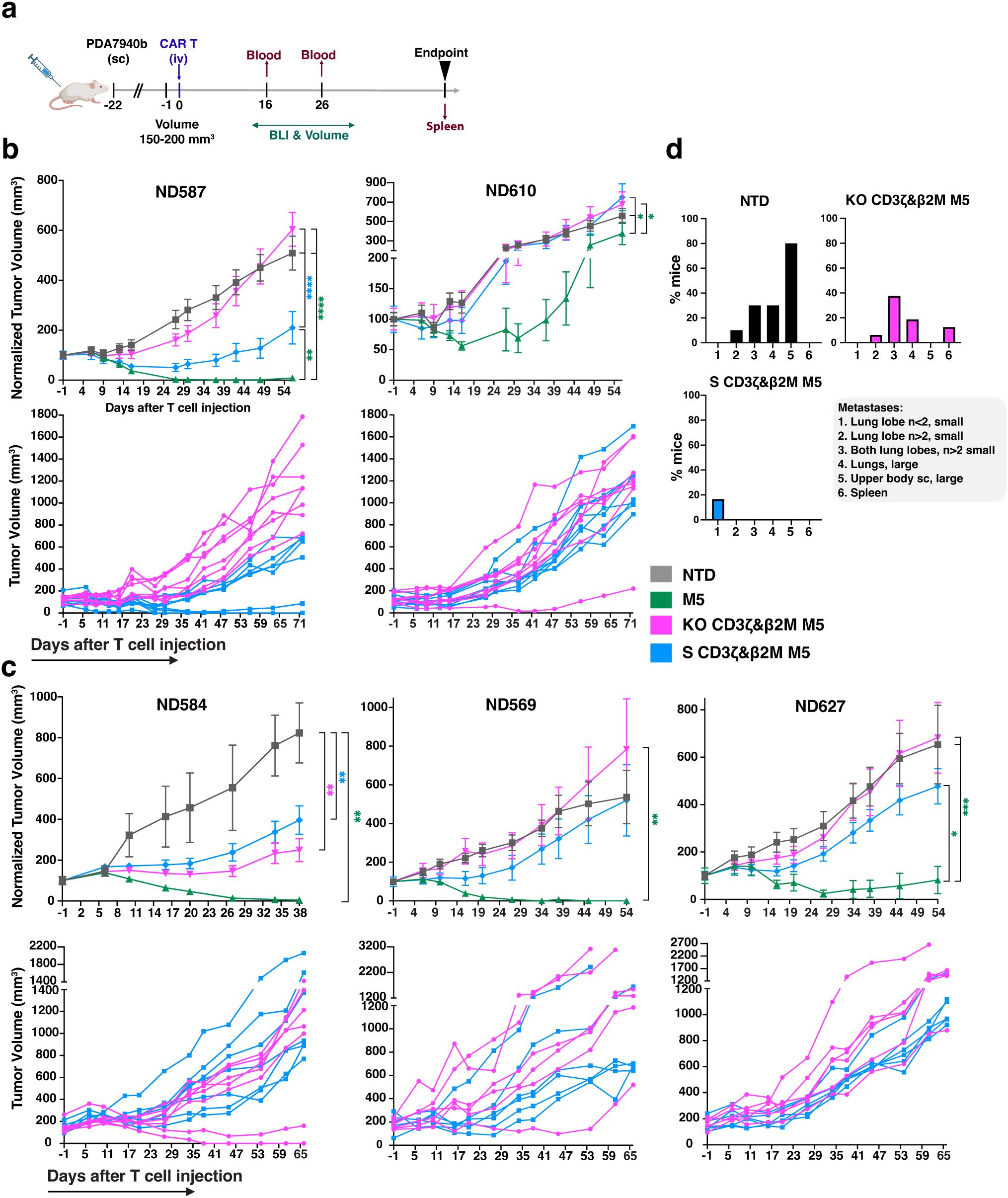 Diagram illustrating tumor volume progression in mice treated with CAR T cells and controls. Panel a describes the experimental timeline. Panels b and c show line graphs with the normalized and actual tumor volumes over time for different treatment groups, labeled with ND587, ND610, ND584, ND569, and ND627. Panel d depicts bar charts showing the percentage of mice with metastases in various groups. Treatments include NTD, M5, KO CD3ζ&β2M M5, and S CD3ζ&β2M M5, indicated by different colors.