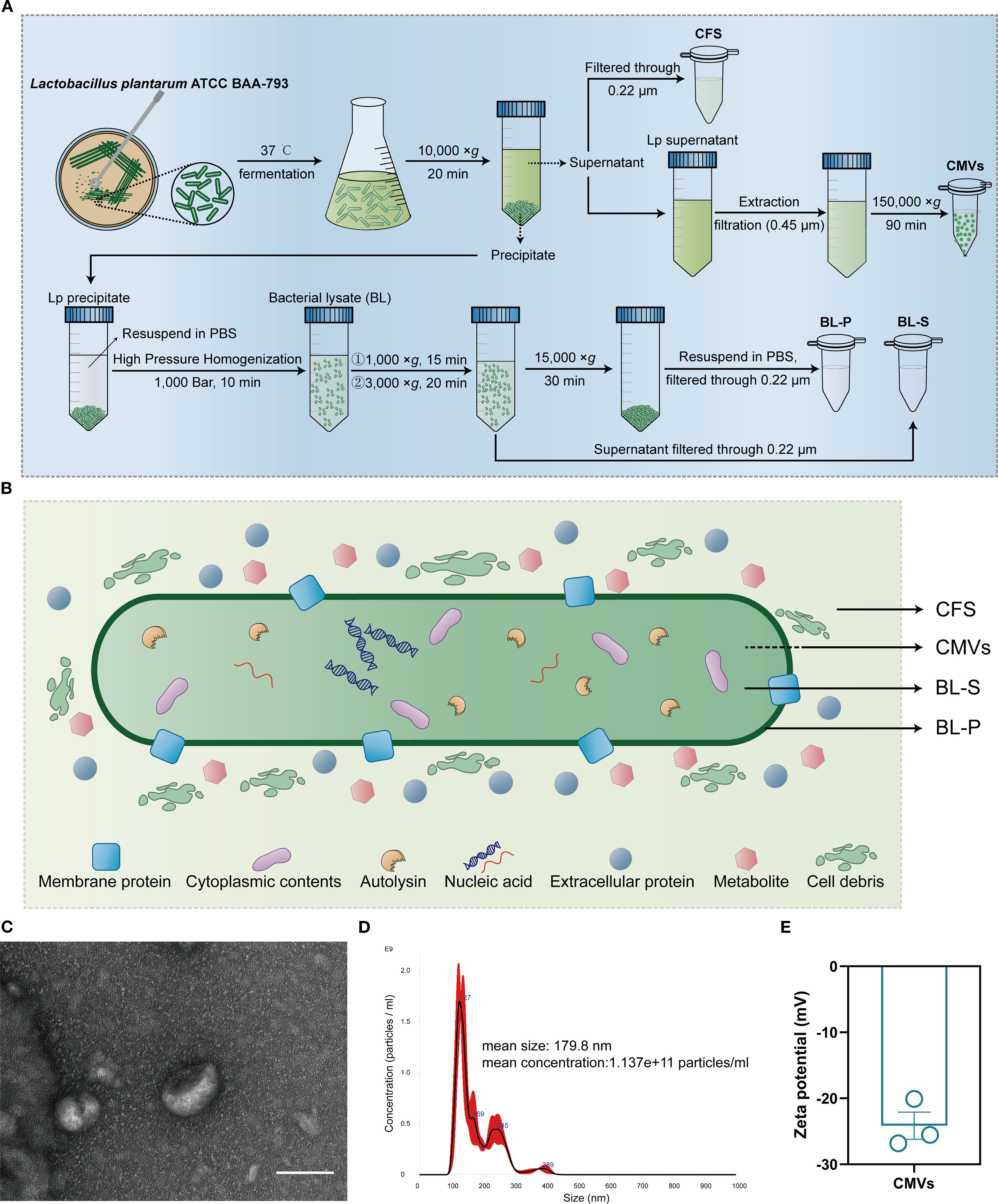 Schematic diagram of the extraction, composition source and characterization of four components (CMVs, BL-S, BL-P, CFS) of L. plantarum. FlowchartThe image contains several panels: Bar chart (A) shows microbial taxa differences between healthy and psoriatic patientis via LDA scores, highlighting Lactobacillus. Dot plot (B) confirms reduced Lactobacillus abundance in psoriasis. Network diagram (C) links downregulated microbiome (e.g., Lactobacillus) to four inflammatory skin diseases including psoriasis. Sankey diagrams (D-F) summarize therapeutic effects of L. plantarum-derived components (extracellular vesicles, bacterial lysates, and cell-free fermentation supernatant) from bibliometric analysis, highlighting anti-inflammatory, antioxidative, and antibacterial effects. (A) illustrates extraction methods for four L. plantarum components. Schematic (B) depicts their compositional sources. TEM image (C) confirms CMVs’ bilayer membrane structure. NTA (D) shows CMVs size distribution (~180 nm). DLS (E) indicates stable zeta potential (-24.14 mV).