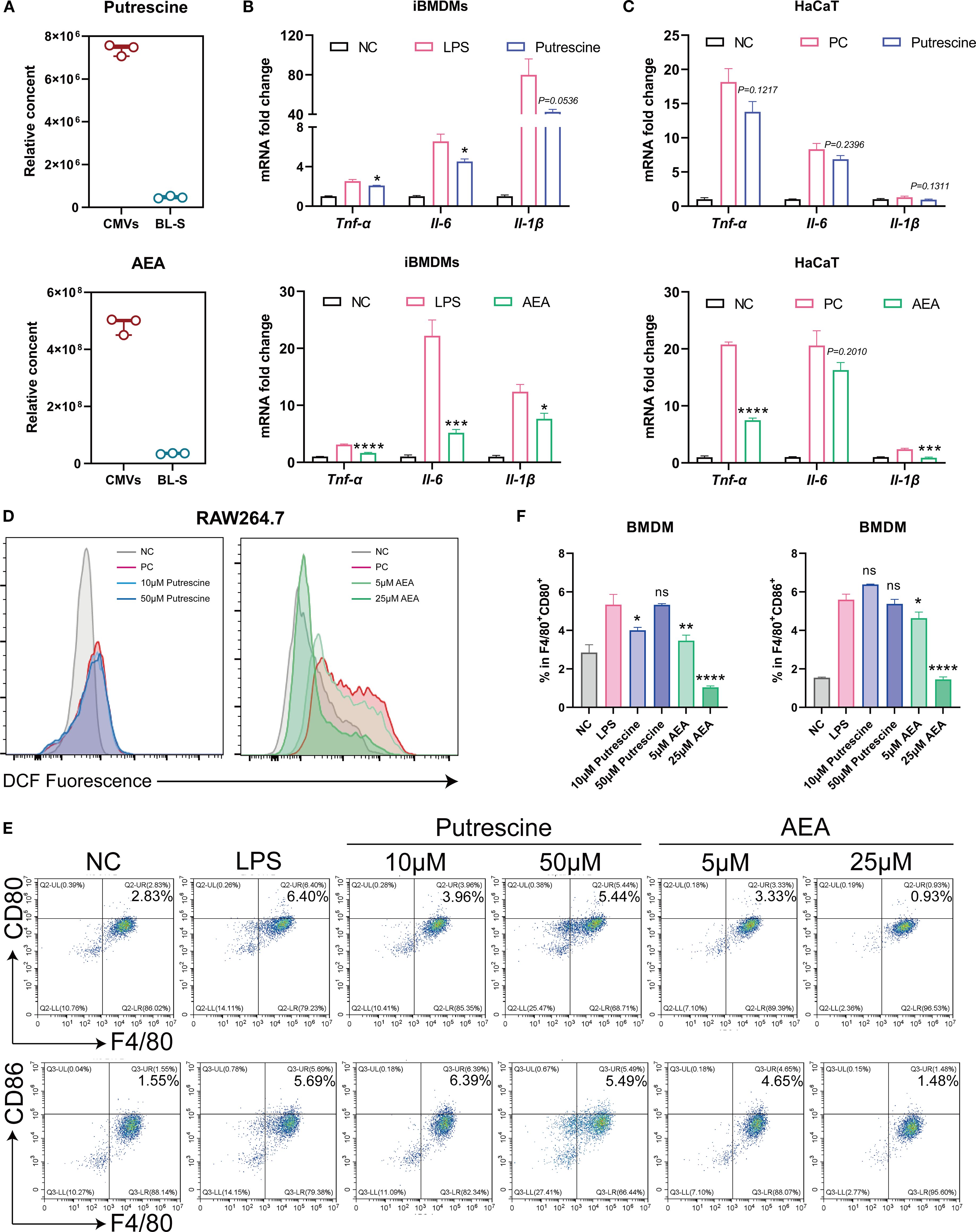 The identification of key metabolites responsible for CMVs' efficacy was achieved through comparative analysis of metabolite abundance and functional assessment of their regulatory effects on cellular inflammation, oxidative stress, and macrophage polarization. Panel A reveals ​​13.9-fold AEA enrichment​​ in CMVs versus BL-S. qPCR analyses (B-C) demonstrate AEA’s superior suppression of TNF-α/IL-6/IL-1β in macrophages and keratinocytes compared to putrescine. Flow cytometry (D) confirms AEA’s dose-dependent ROS reduction, while polarization assays (E-F) show specific inhibition of CD80/CD86+M1 macrophages. These multimodal data establish AEA as CMVs’ primary bioactive mediator.