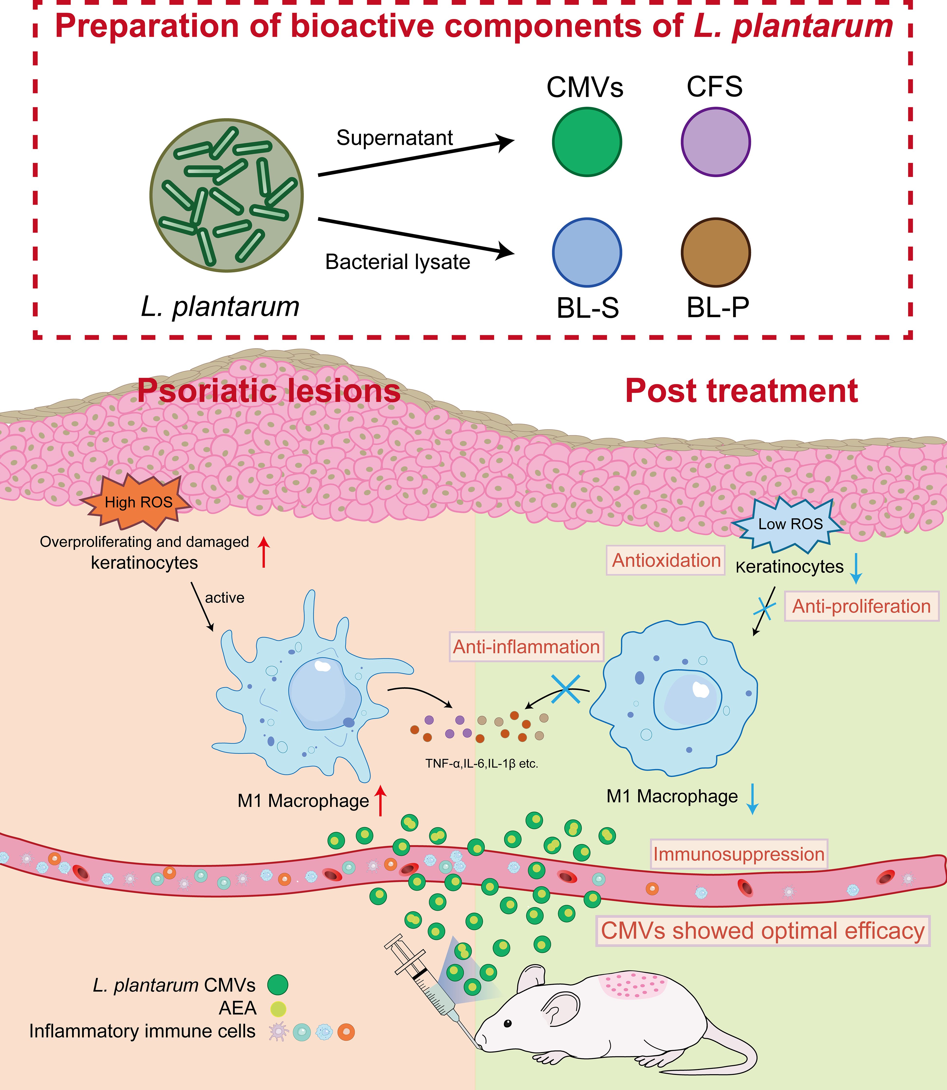Schematic summary illustrating the preparation of L. plantarum bioactive components and their multi-mechanistic actions in psoriasis management, highlighting how AEA-enriched CMVs mitigate keratinocyte hyperproliferation, oxidative stress, and macrophage-mediated inflammation to restore skin homeostasis.