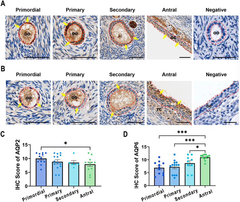 Histological images and bar charts illustrating the expression of proteins in ovarian follicles. Panels A and B show stages: primordial, primary, secondary, antral, and negative, with protein markers identified by arrows. Charts C and D display immunohistochemistry scores for AQP2 and AQP6 across follicle stages. Asterisks indicate statistical significance.