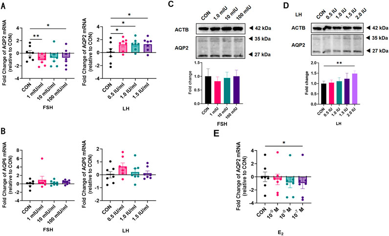 Graphs and images depict the effects of FSH, LH, and E2 on AQP2 and AQP6 mRNA expression. Chart A shows fold change in AQP2 mRNA with varied FSH and LH doses, indicating significant differences. Chart B displays AQP6 mRNA changes with FSH and LH, showing minimal change. C and D present Western blots of ACTB and AQP2 with corresponding fold changes under FSH and LH treatments.Chart E shows AQP2 mRNA changes with E2 treatment, featuring one significant change. Asterisks indicate statistical significance.