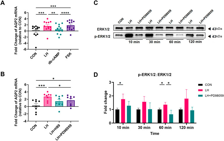 Graphs and western blot images illustrating the effects of various treatments on AQP2 mRNA and ERK1/2 phosphorylation. Graph A shows fold changes of AQP2 mRNA with treatments CON, LH, db-cAMP, and FSK, with significant differences marked. Graph B compares AQP2 mRNA fold changes for treatments CON, LH, LH+H89, and LH+PD98059. Image C is a western blot showing ERK1/2 and phosphorylated ERK1/2 levels over time with different treatments. Graph D displays fold changes in p-ERK1/2:ERK1/2 ratio at multiple time points, highlighting statistical significance among different treatments.