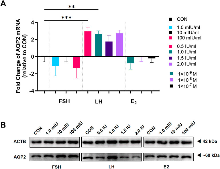 Bar graph displays the fold change of AQP2 mRNA relative to control for FSH, LH, and E2 with varying concentrations, showing significant differences marked by asterisks. Below, a Western blot image compares AQP2 and ACTB protein levels under the same conditions across FSH, LH, and E2 treatments.