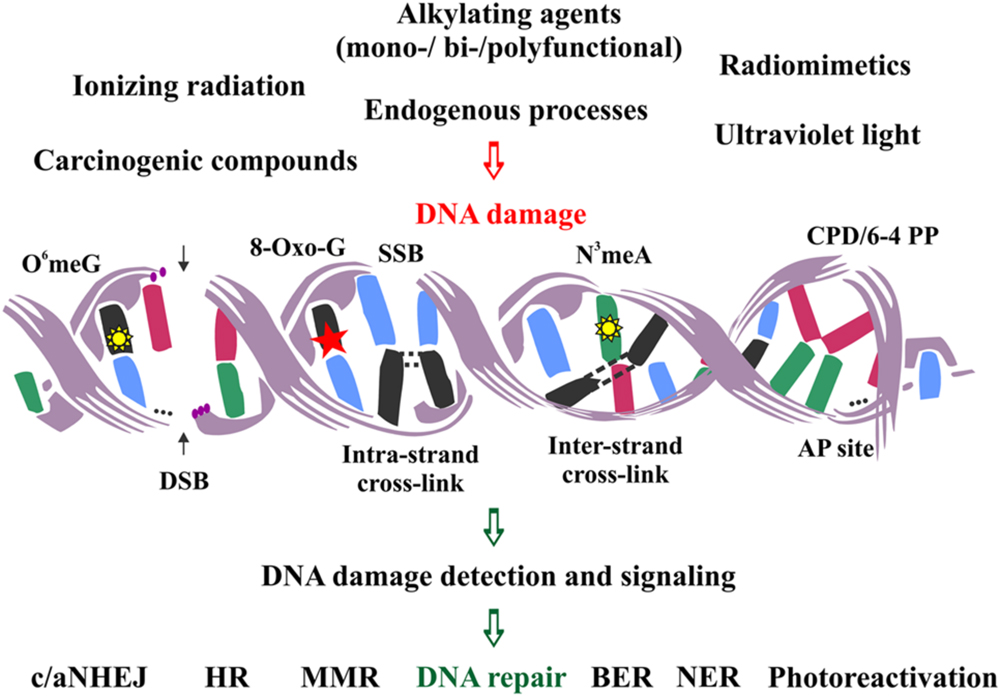 Image result for uv light damages dna by causing