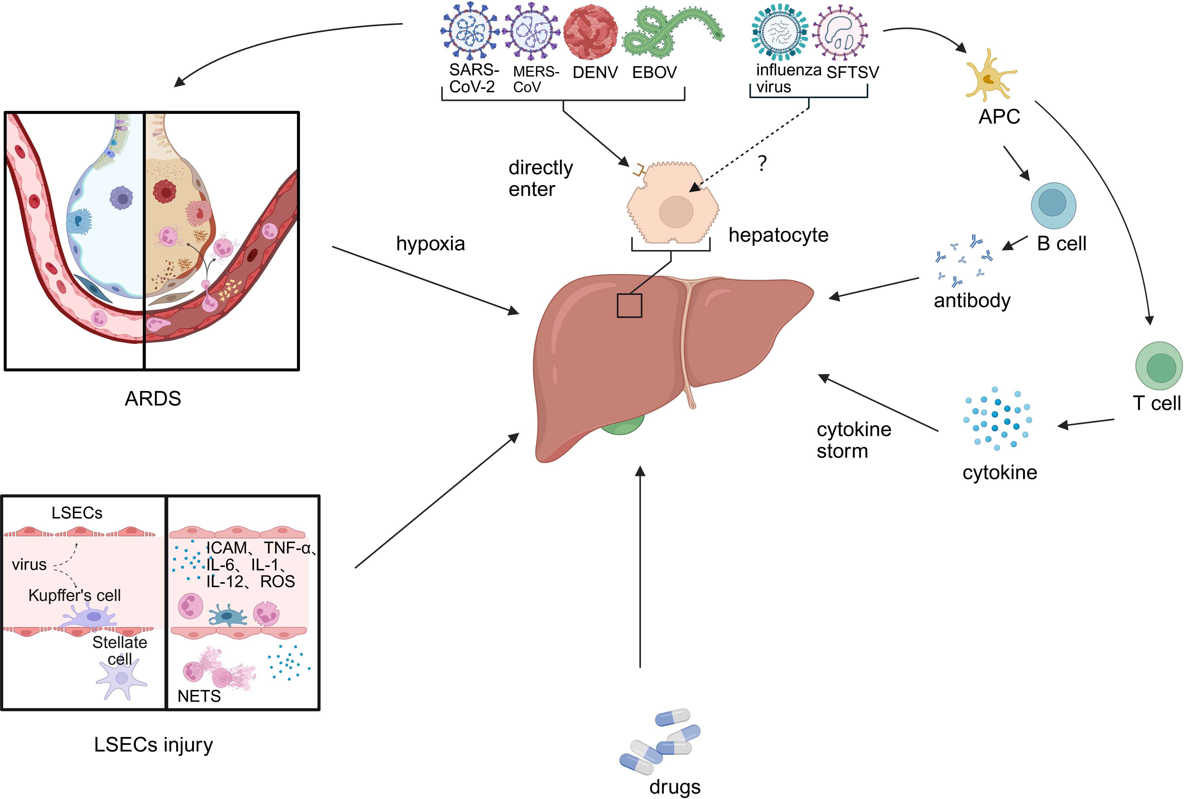 Illustration of a hepatocyte showing virus-induced mitochondrial dysfunction leading to steatosis, ATP reduction, edema, and ER stress. Activation of inflammasomes, NF-kB, and IRF3 triggers cytokine storms, causing cell death and liver injury marked by abnormal ALT, AST, and other enzyme levels.