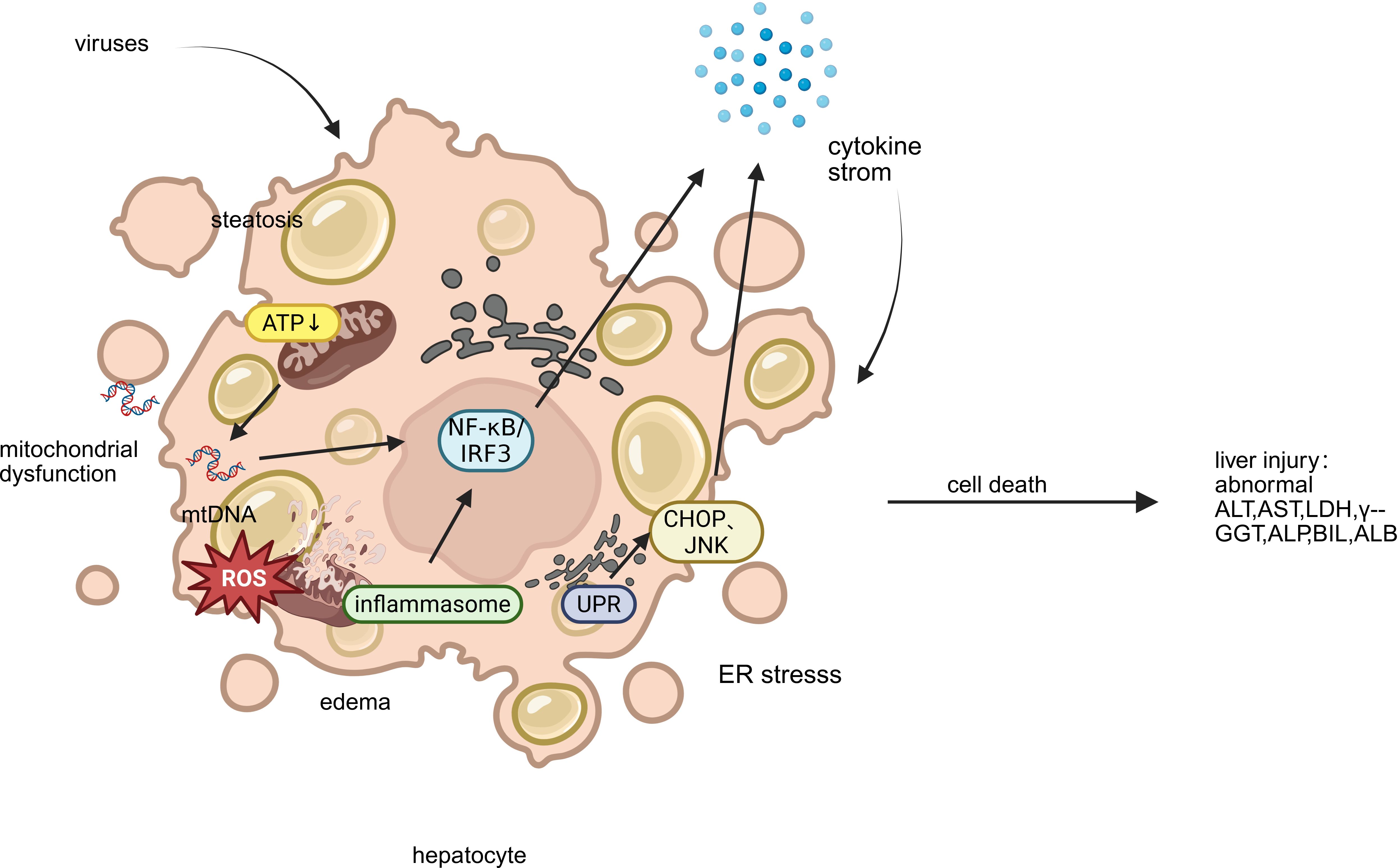 Diagram illustrating the impact of various viruses on the liver and immune response. Viruses like SARS-CoV-2, MERS-CoV, DENV, EBOV, influenza, and SFTSV directly enter hepatocytes, causing ARDS and LSEC injury. The infection leads to hypoxia, cytokine storm, and involves APCs, B cells, and T cells, resulting in antibody production. Drugs are depicted as a potential intervention.