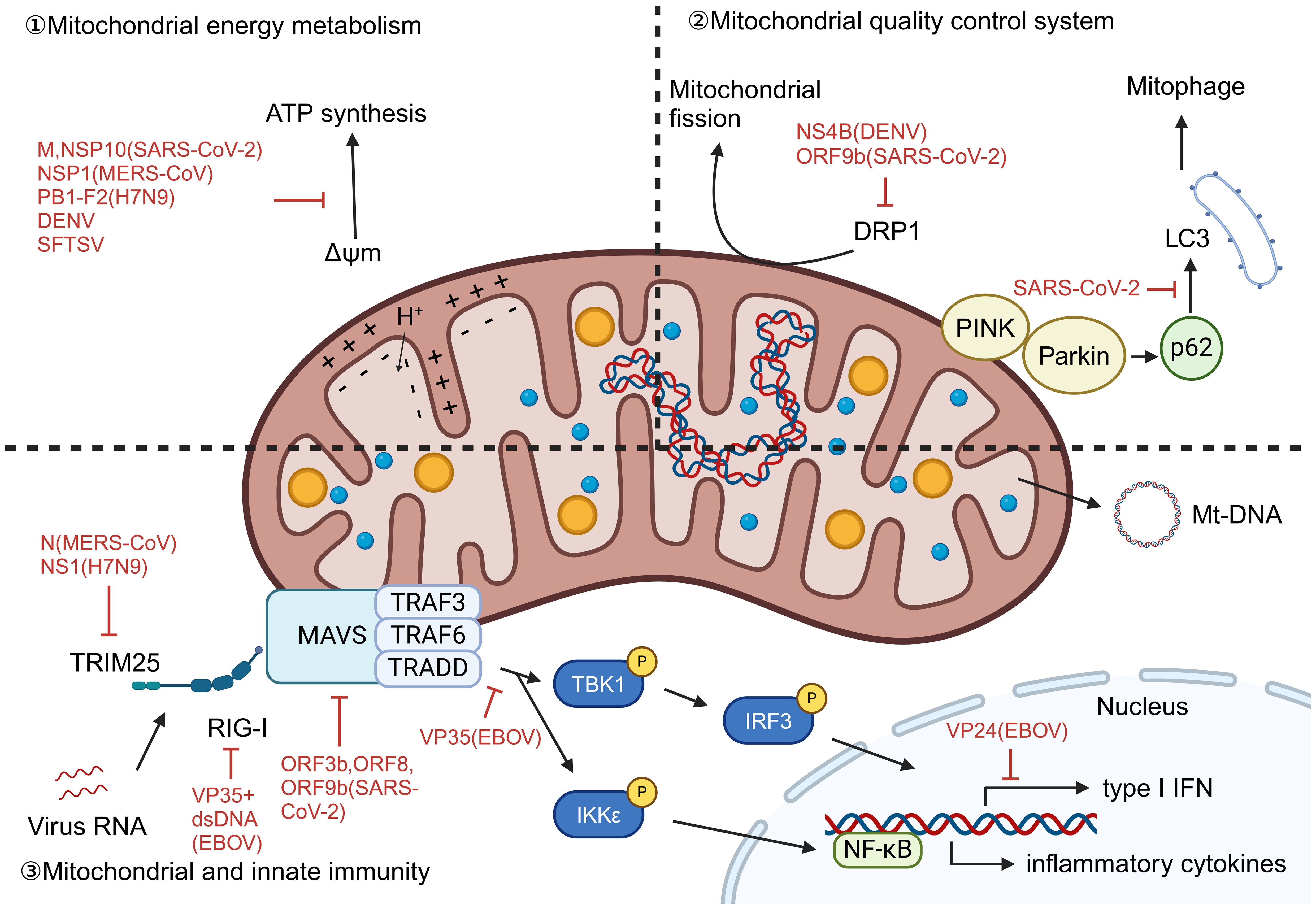 Illustration of mitochondrial functions affected by viral proteins. The diagram is divided into three sections: 1) Mitochondrial energy metabolism, showing inhibition of ATP synthesis by various viral proteins. 2) Mitochondrial quality control, indicating the impact on mitochondrial fission and mitophagy by viral proteins. 3) Mitochondrial and innate immunity, detailing how viral proteins disrupt pathways such as RIG-I and MAVS, affecting the inflammatory response. Arrow pathways and protein interactions are shown with annotations for SARS-CoV-2, MERS-CoV, and other viruses.