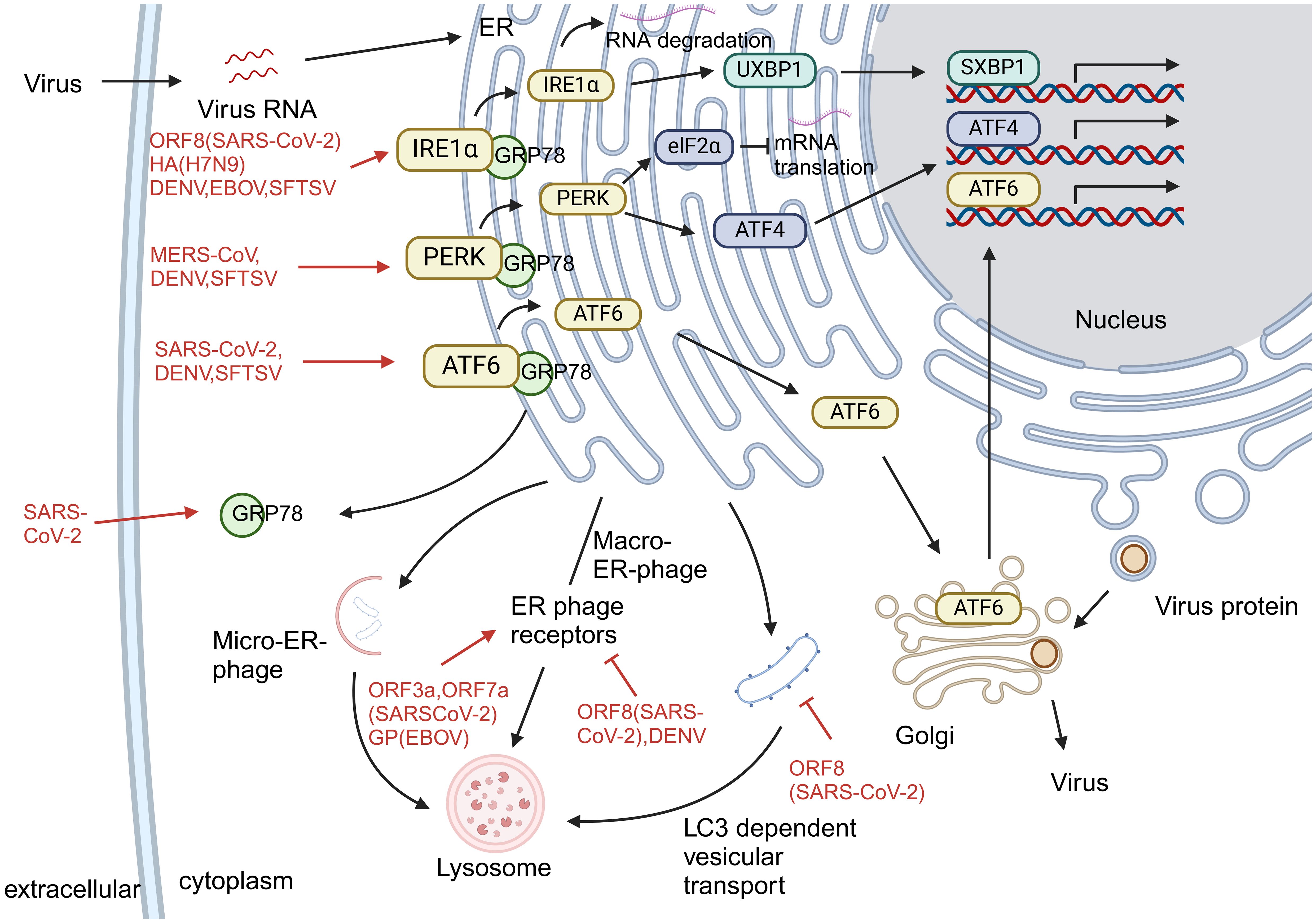 Diagram illustrating the interaction between virus RNA and cellular pathways involving GRP78, IRE1α, PERK, ATF6, and related proteins within the endoplasmic reticulum. Virus proteins such as ORF8 and ORF3a from SARS-CoV-2 are shown interacting with micro-ER-phage receptors and lysosomes. Pathways for RNA degradation and mRNA translation are depicted, connected to transcription factors like ATF4. The diagram highlights the processes of LC3 dependent vesicular transport, ER-phage receptors, and the role of ATF6 in viral protein production, ultimately leading to virus formation.