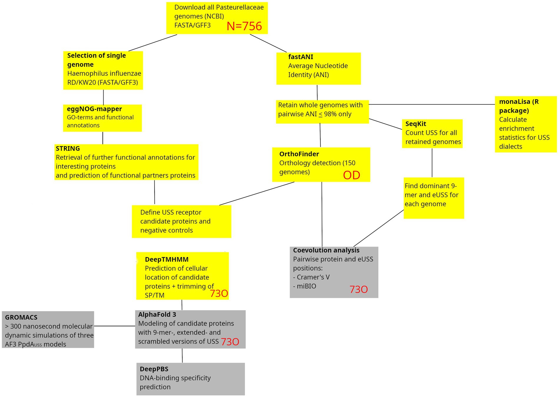 Flowchart detailing the process of analyzing 756 Pasteurellaceae genomes. Starting with genome selection and annotation, it uses tools like fastANI for nucleotide identity, SeqKit for counting USS, and OrthoFinder for orthology detection. Followed by protein annotation with STRING and location prediction using DeepTMHMM, it involves candidate modeling with AlphaFold 3. GROMACS performs molecular simulations, while DeepPBS predicts DNA-binding specificity. MonaLisa calculates enrichment statistics for USS dialects.