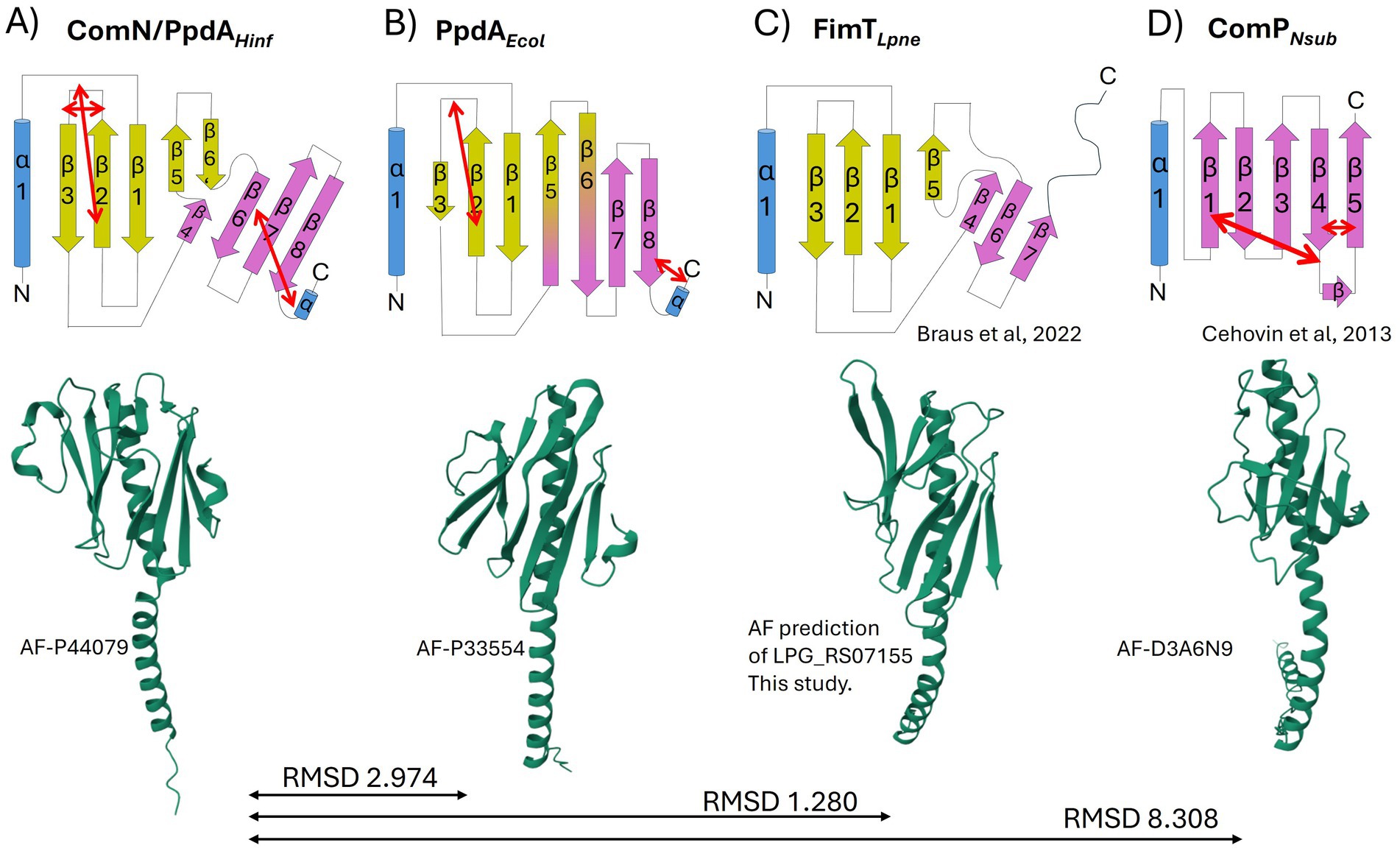 Diagram illustrating four protein structures labeled A to D, each with protein ribbon models beneath their respective sequence diagrams. A: ComN/PpdA_Hinf, B: PpdA_Ecol, C: FimT_Lpne, D: ComP_Nsub. Structural alignments are indicated with arrows: RMSD 2.974 between A and B, RMSD 1.280 between B and C, RMSD 8.308 between C and D.